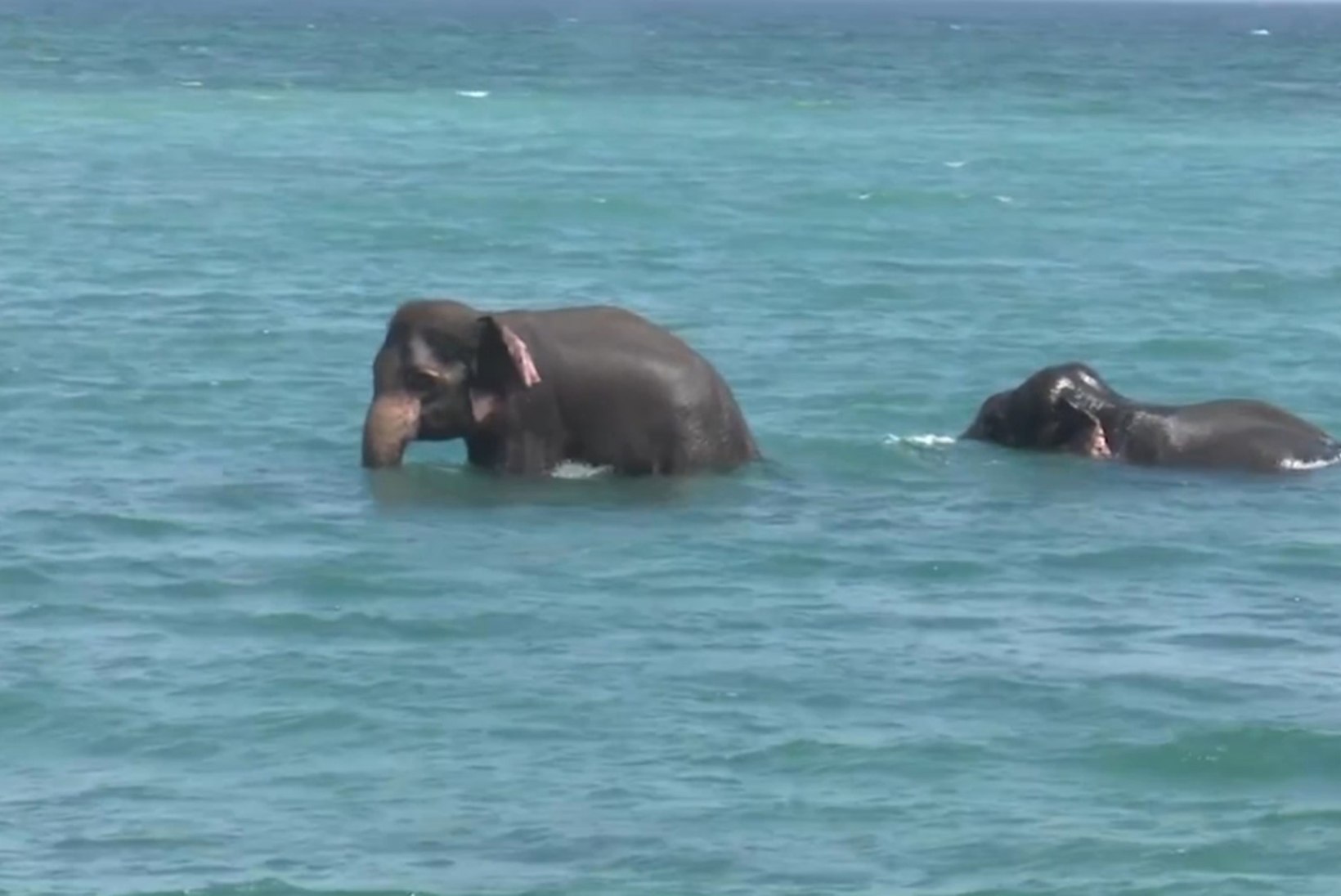 VIDEOD JA FOTOD | Sri Lankal päästeti surmasuust avamerele sattunud elevandid