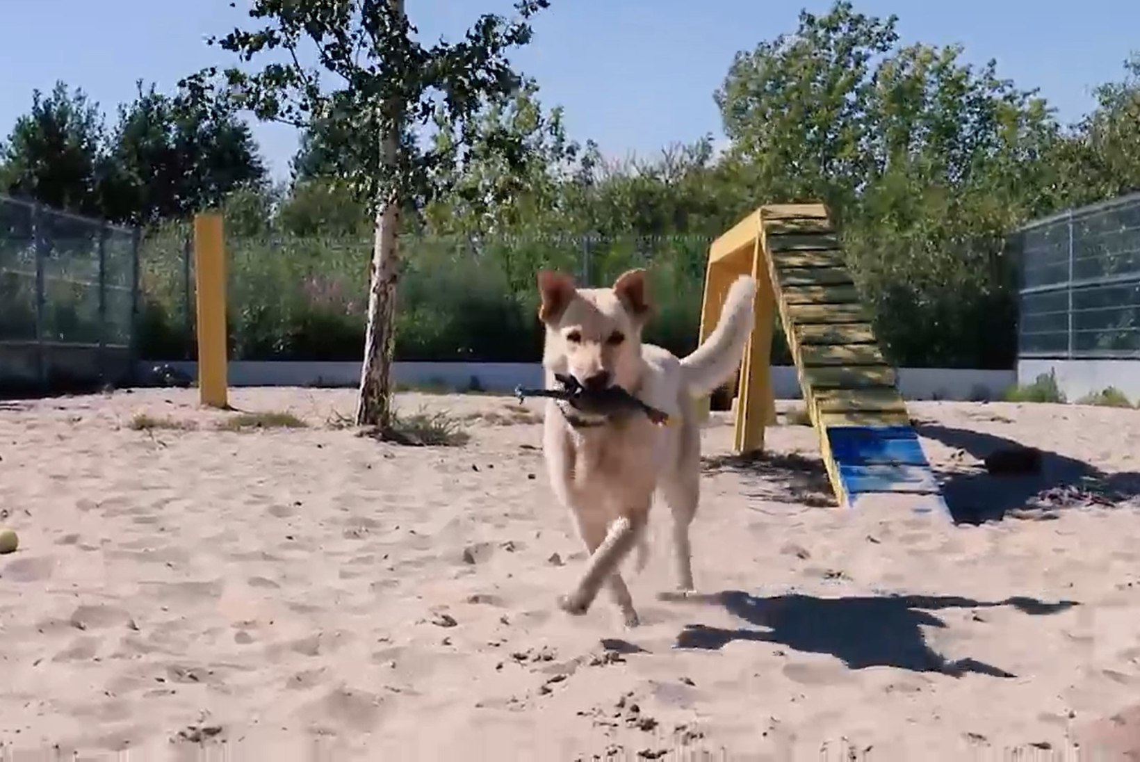 ÕHTULEHE VIDEO | Koduotsija: varjupaiga kõige inimsõbralikum koer ootab pikisilmi uut omanikku