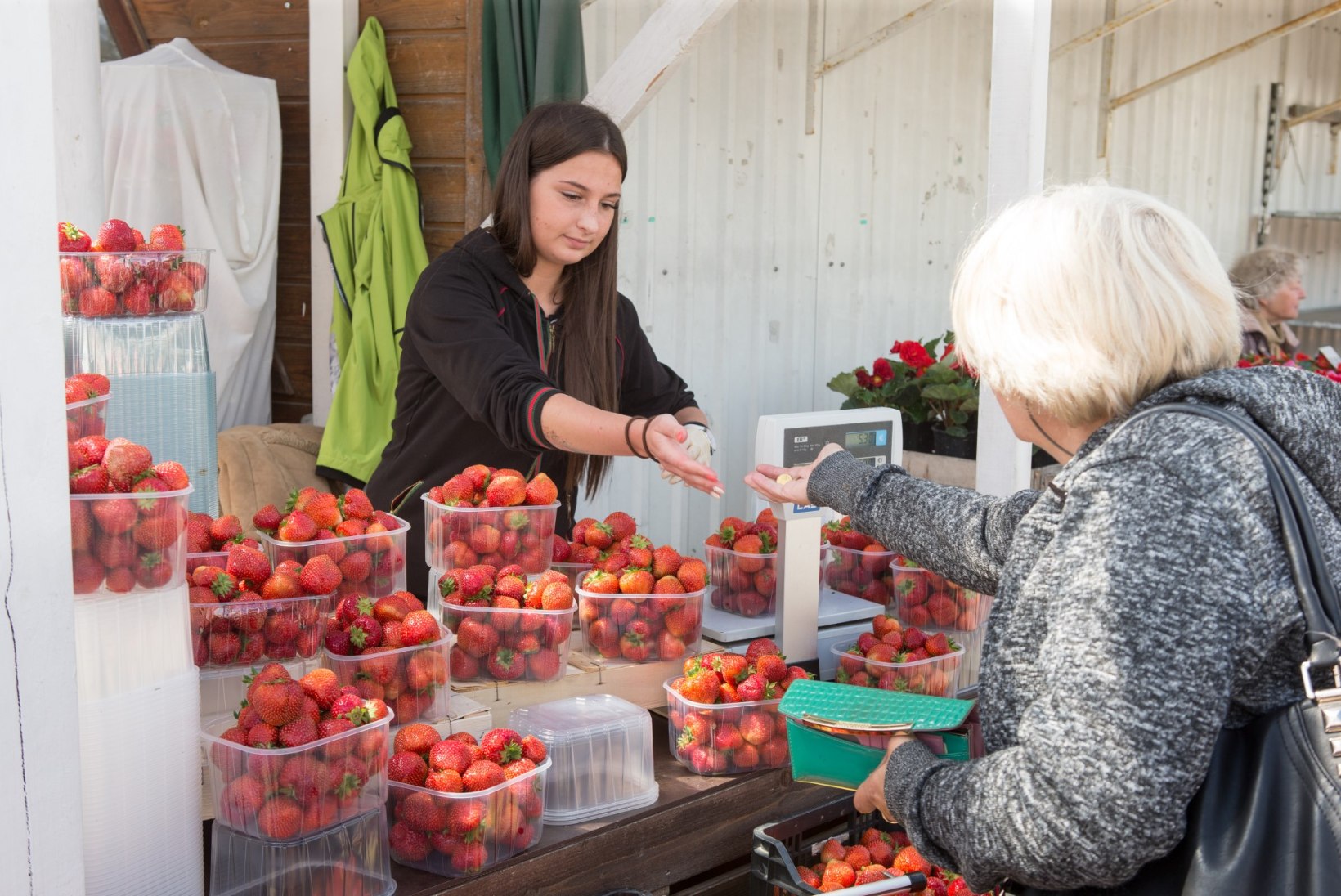 Kui magus või mõru on Eesti maasika hind Tallinnas ja Tartus?