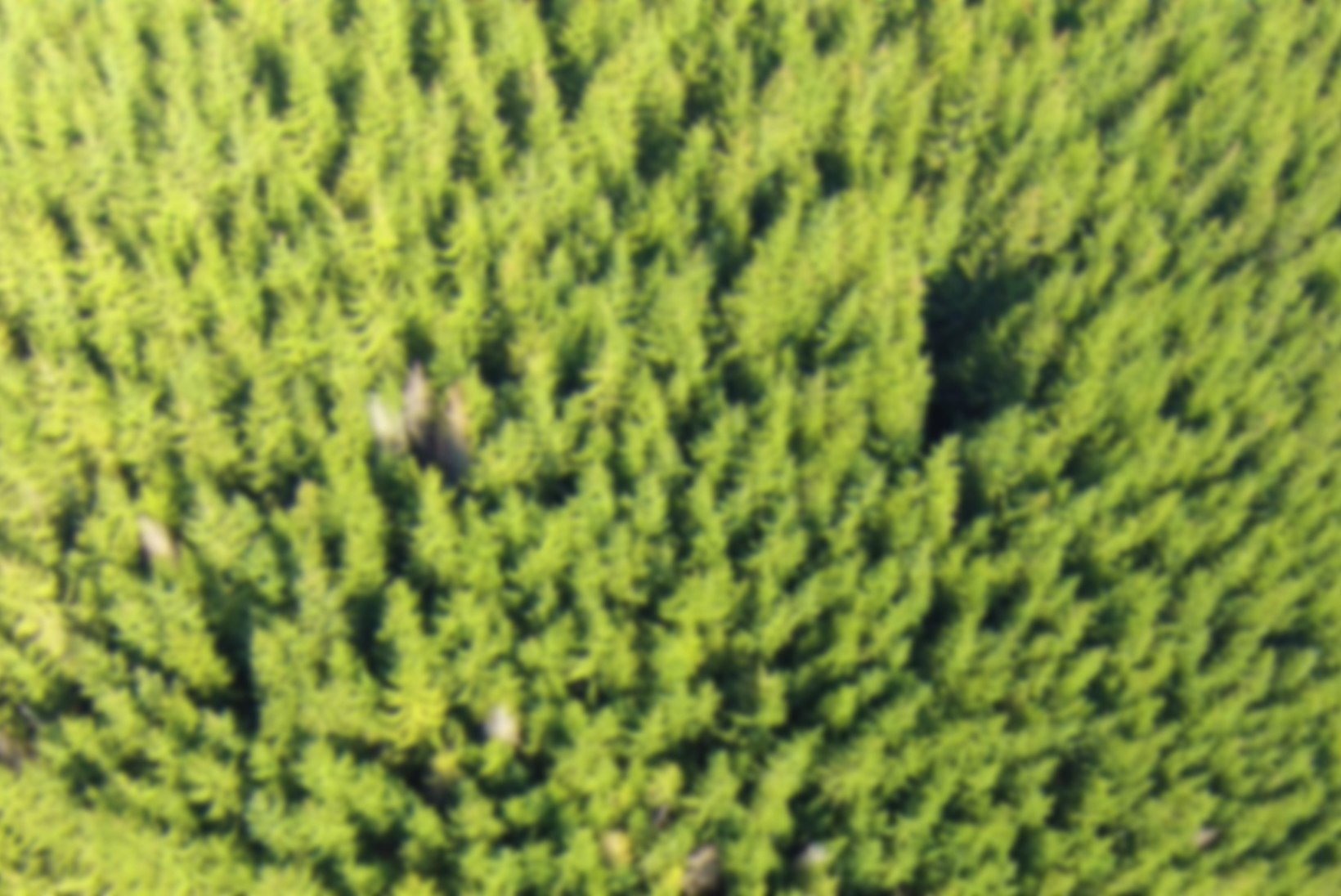 VÕIMAS TEHNOLOOGIA: droonid istutavad ühe päevaga 100 000 puud