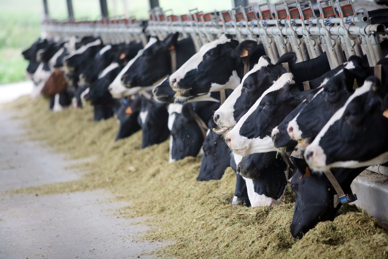 Piimatootja: haigete või ravimikuuril olevate lehmade piim pakki ei jõua