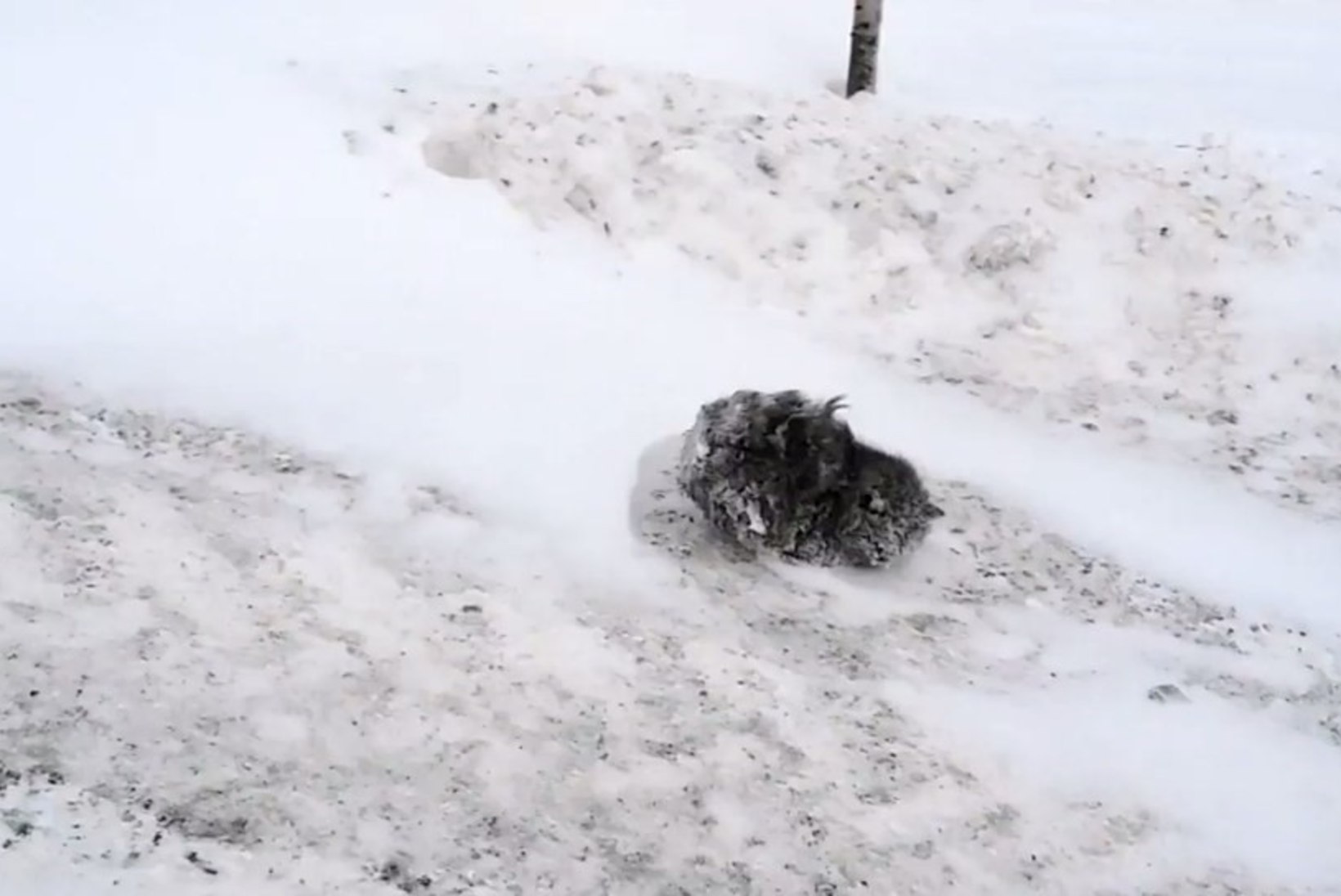 VIDEO | Vaata, kuidas südamlik vene mees päästab maanteelt külmunud kassi
