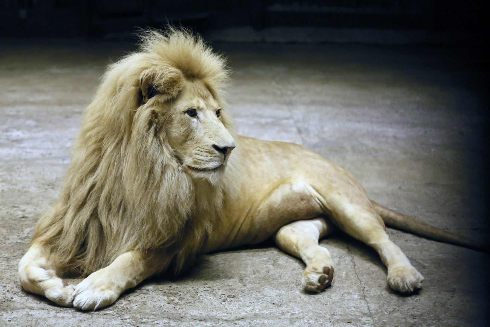MÄLUMÄNG | Lõvi – loomade kuningas 