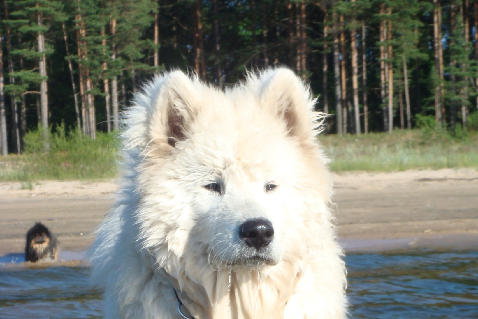 Narva-Jõesuu koeraomanik: „Muidugi me oleme ise süüdi, et koer jooksu pani, aga miks peab teda tapma!“