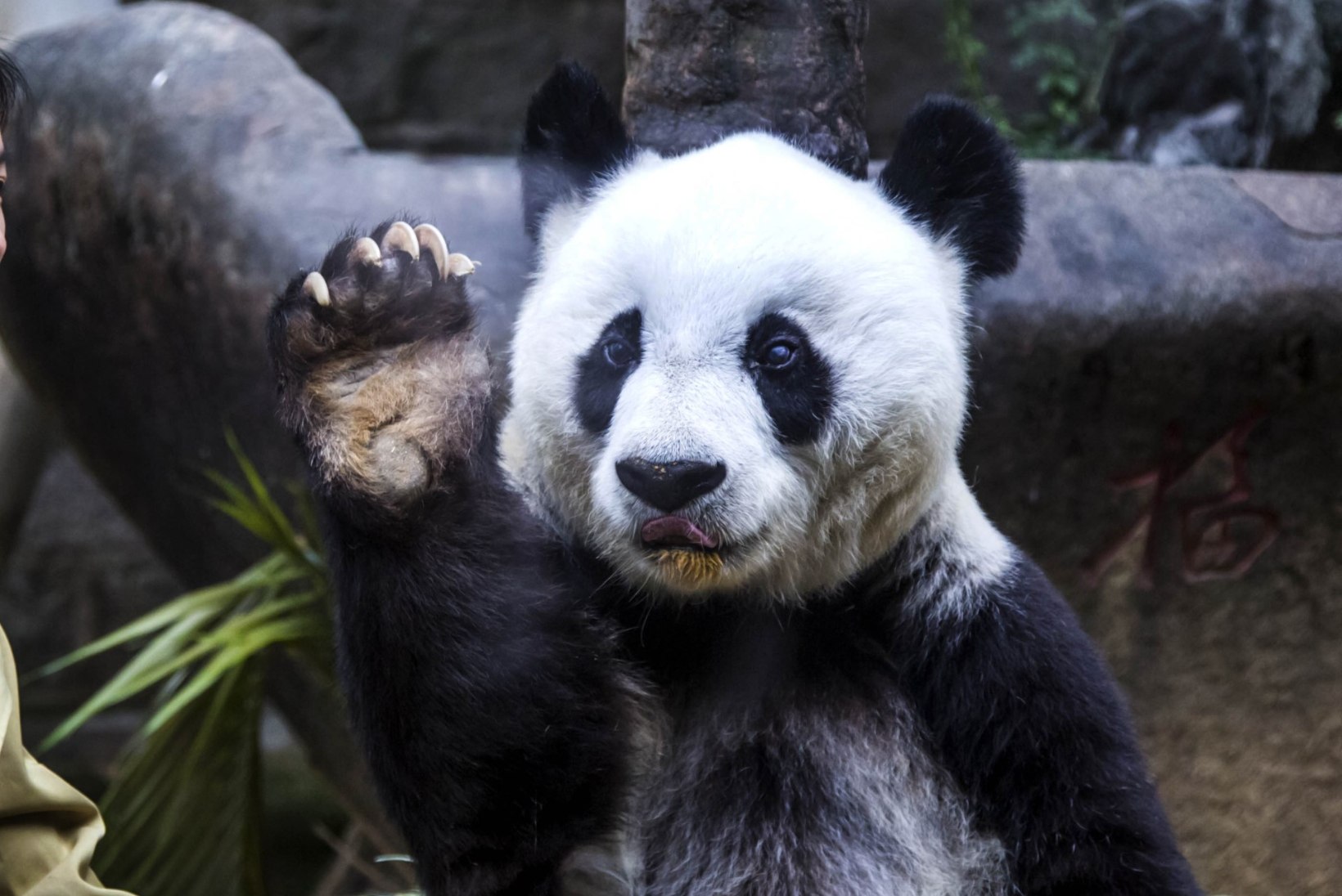 Suri maailma vanim vangistuses elanud hiidpanda