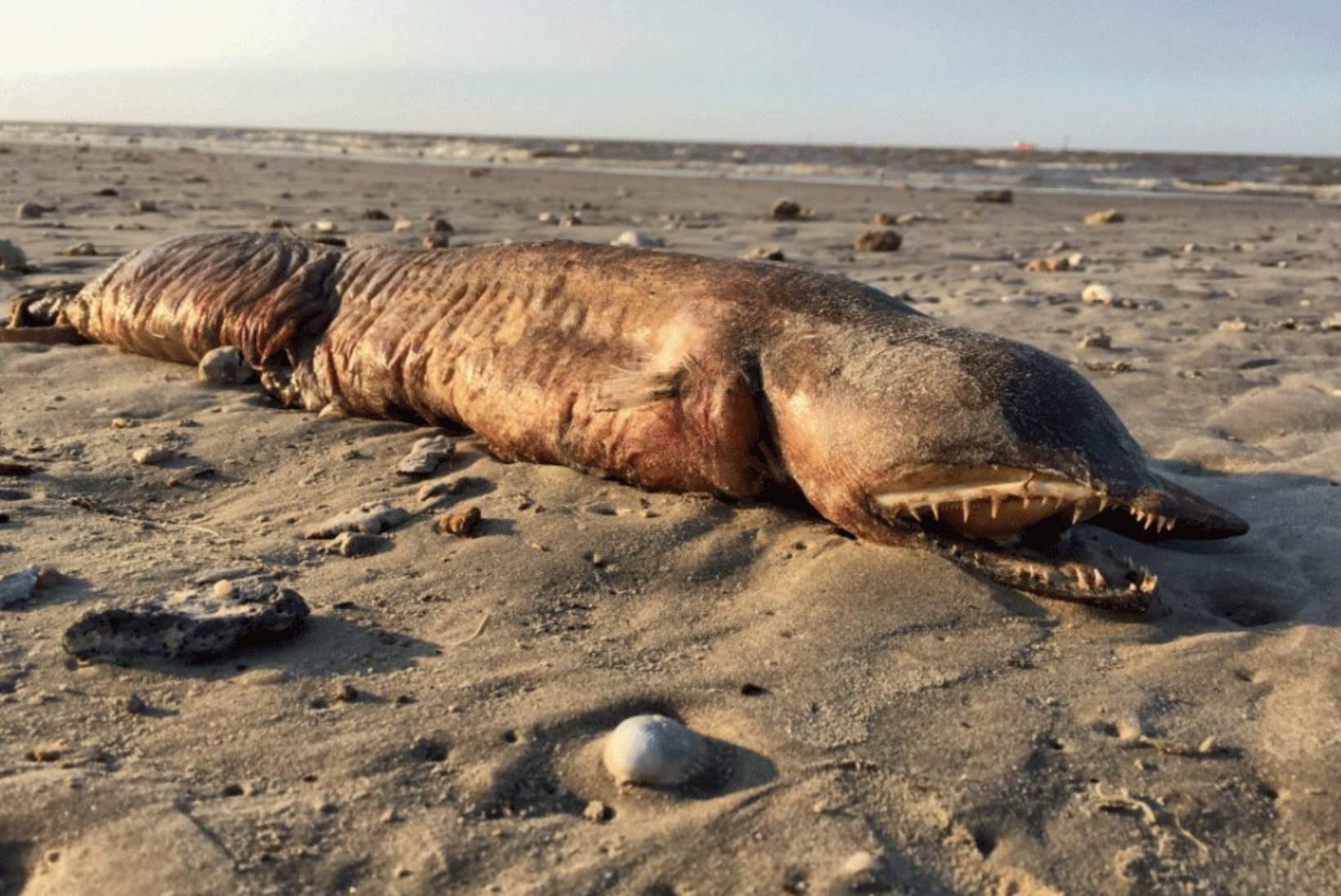 PILTUUDIS | Texases leiti rannalt kummaline olend