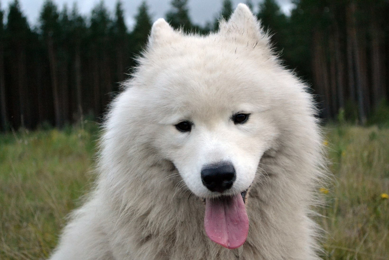 Narva-Jõesuu koeraomanik: „Muidugi oleme ise süüdi, et koer jooksu pani. Aga miks peab tapma?“