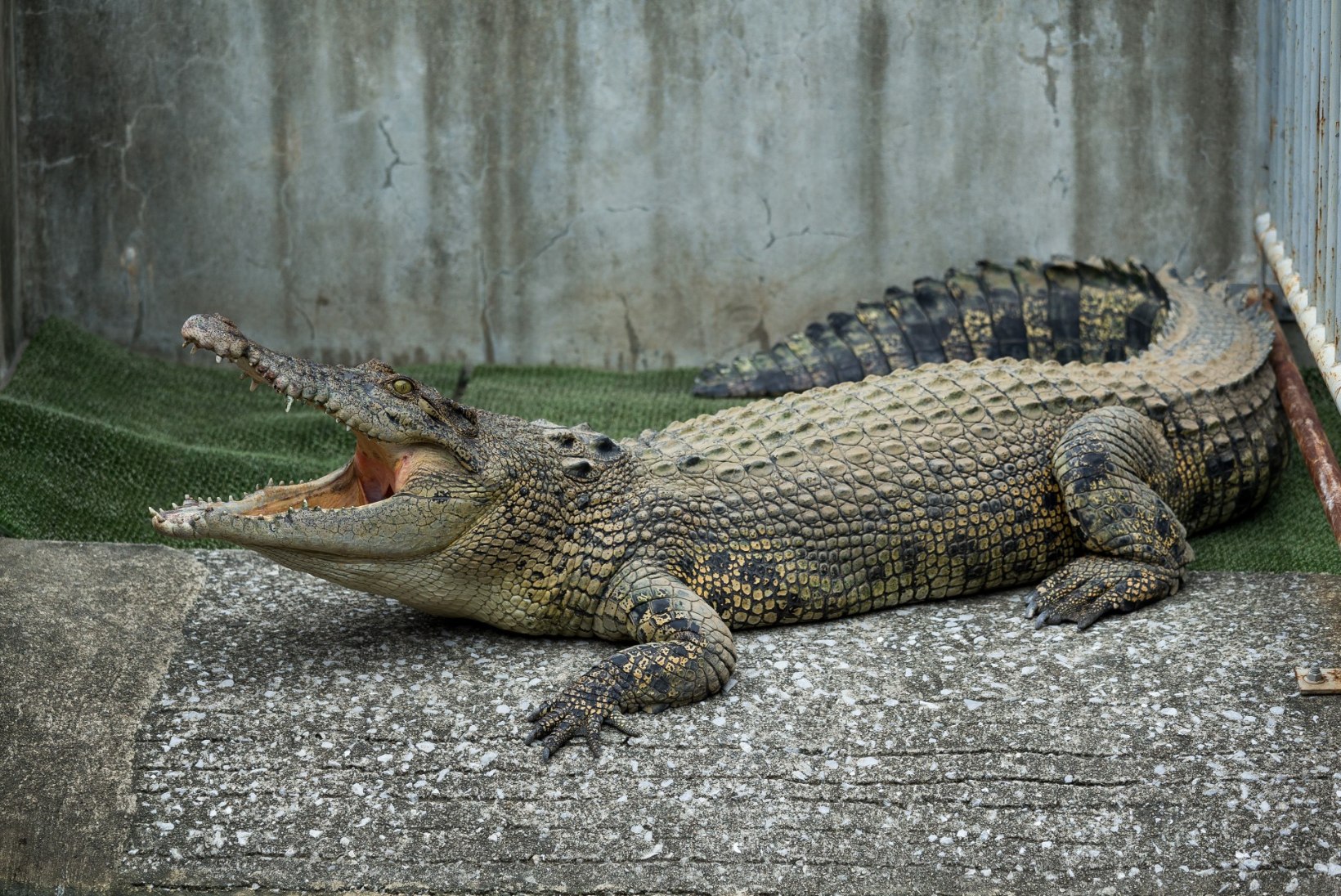 Enda sõnul krokodille kontrolliv mees jäi Indoneesias krokodilli lõugade vahele