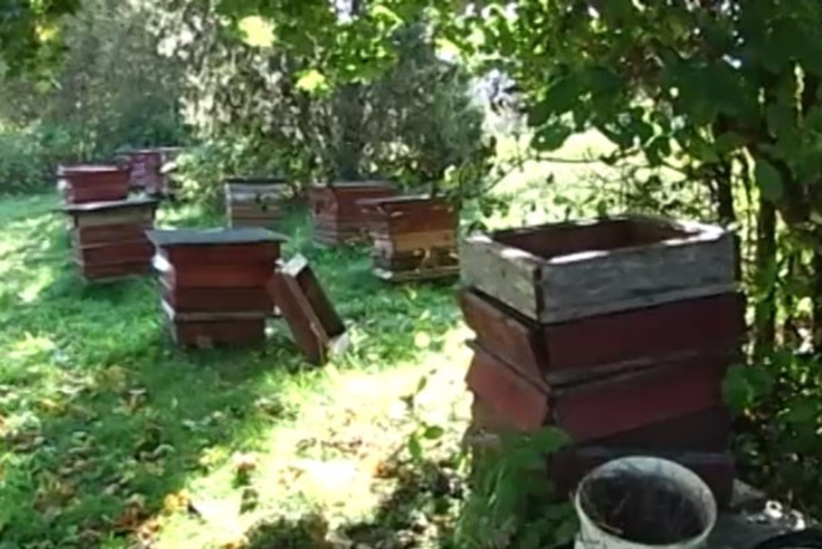 TV3 VIDEO | Karud korraldasid Kuusalu kandis mesilastarudele rüüsteretke