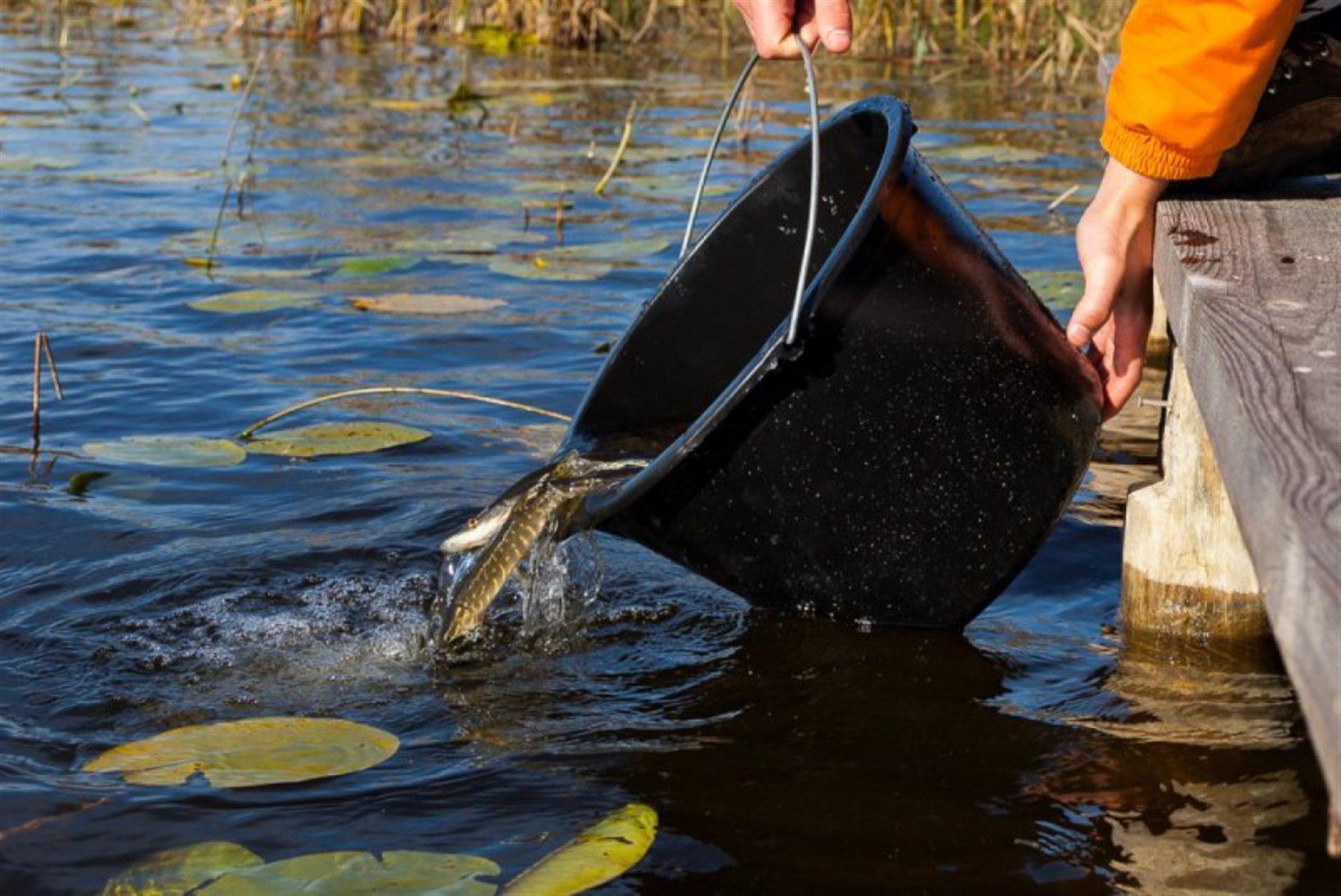 Keskkonnaamet: kalu tohib veekogusse asustada ainult Keskkonnaameti loal
