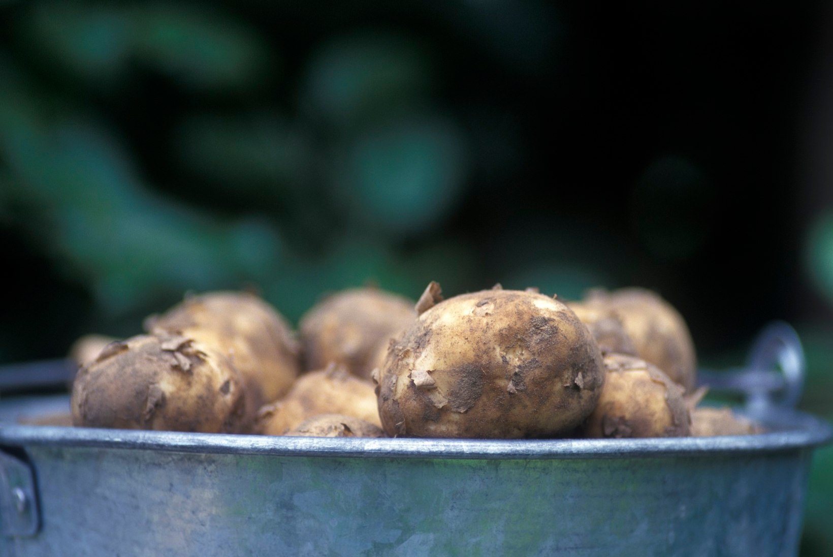 Hoidistaja meelespea: kartulid ja porgandid kevadeni