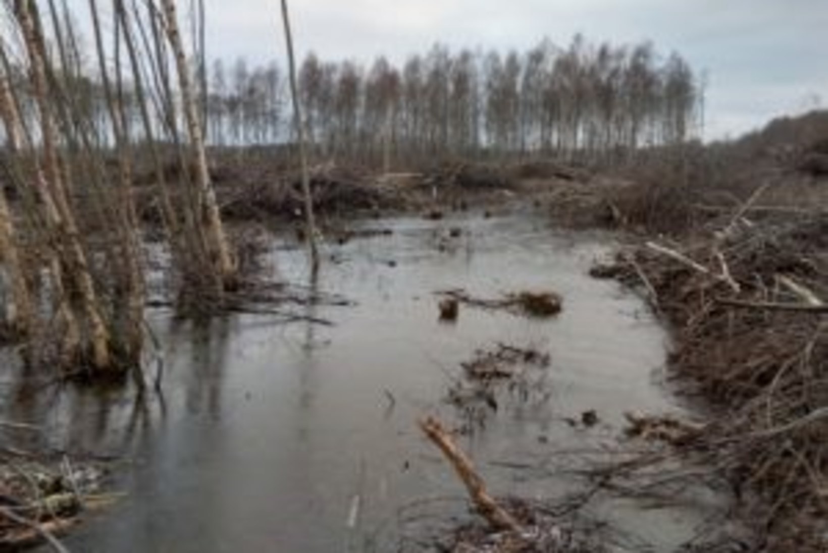 Eesti metsades kuulutati välja erakorraline olukord