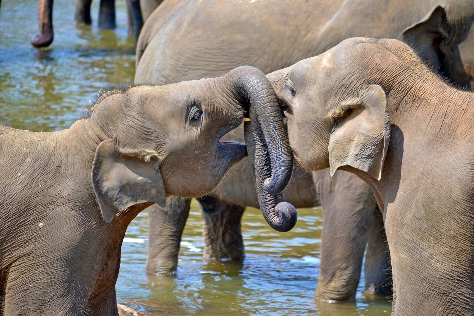 Sri Lanka: turiste tõmbavad elevandid, vaalad, tee ja templid  