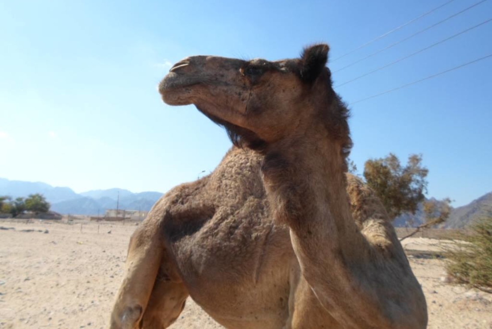 Egiptuses talvituv eesti pensionär täitis oma unistuse ja ostis kaameli: „Õnneks ta ei kippunud mind hammustama!“