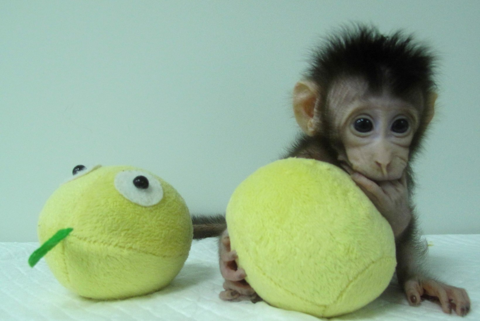 FOTOD JA VIDEO | Hiinas klooniti kaks ahvi