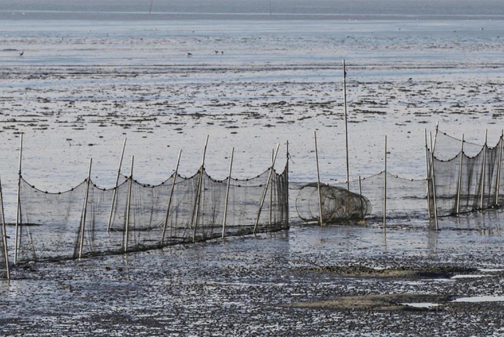 Sukles küsib Matsalu kalameestele püügilubade eelisõigust