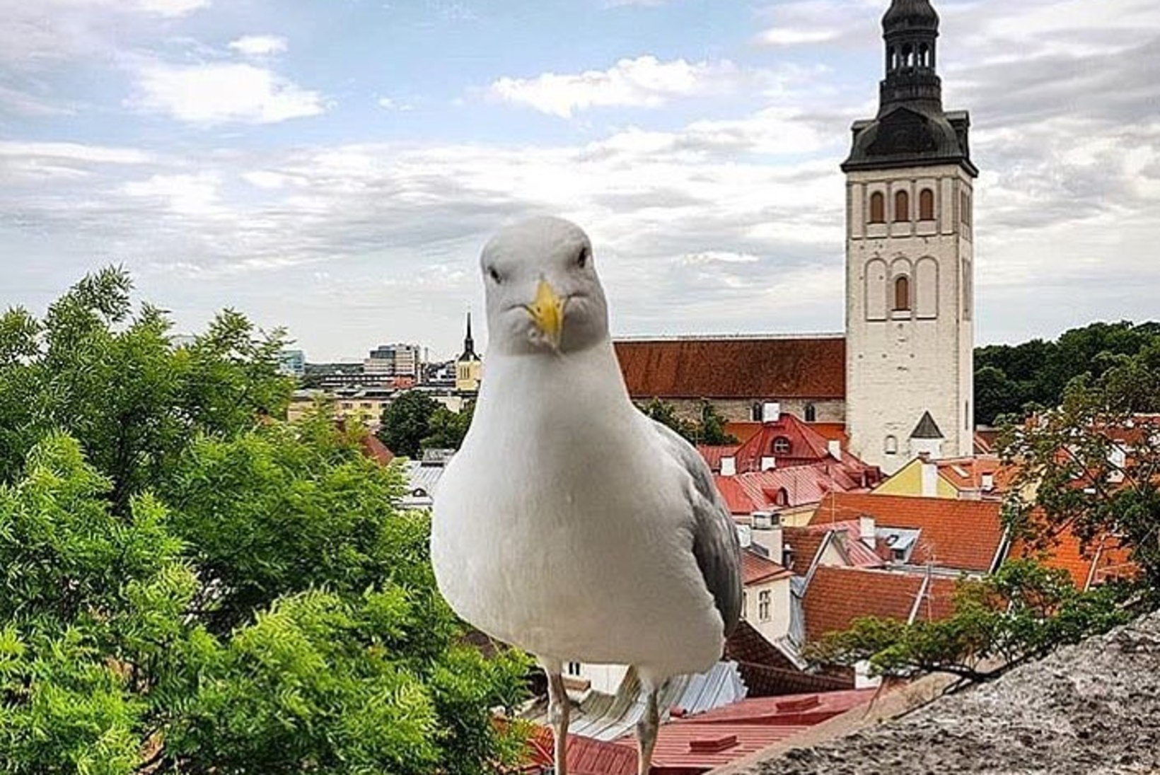 Eesti kõige populaarsemal kajakal on Instagrami konto ja sadu jälgijaid!