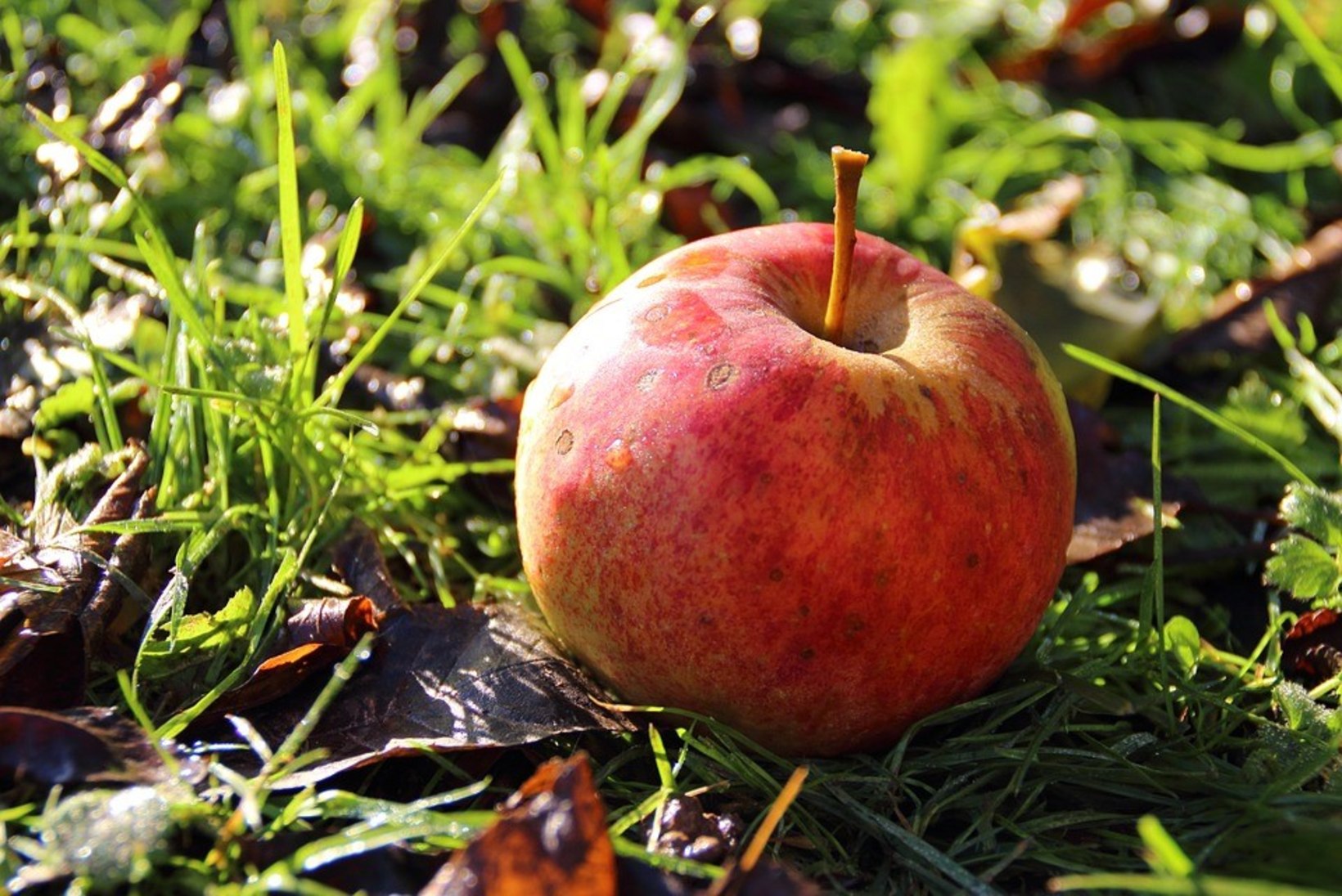 Raagus puude all on viimased õunad. Mida nendega ette võtta?