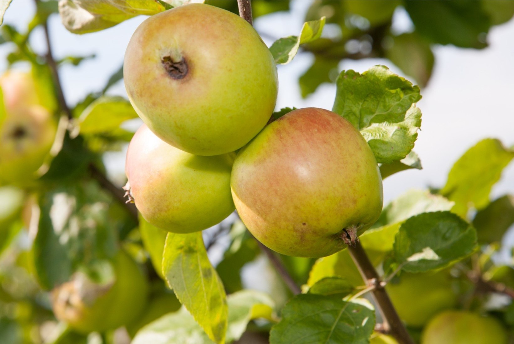 USKUMATU VIDEO | Valgamaal kannavad õunapuud tänavu juba teist saaki
