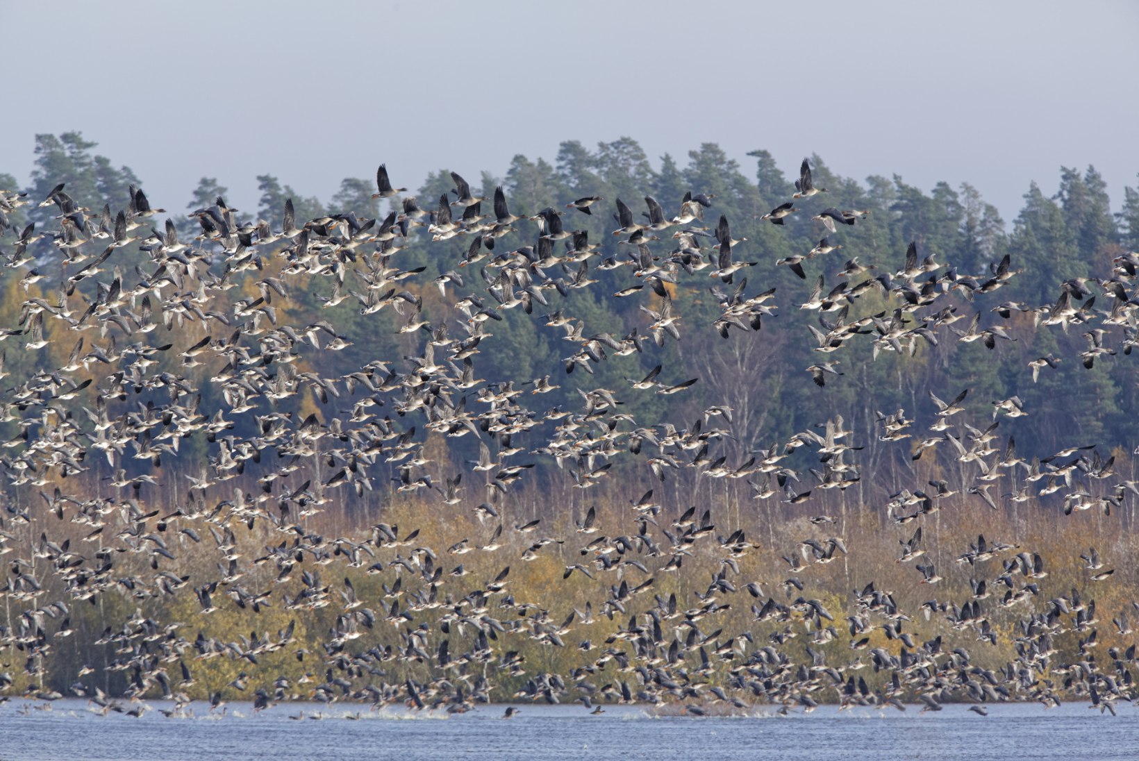Eesti on lindude rändeteel tankla, kus süüa ja tiiba puhata