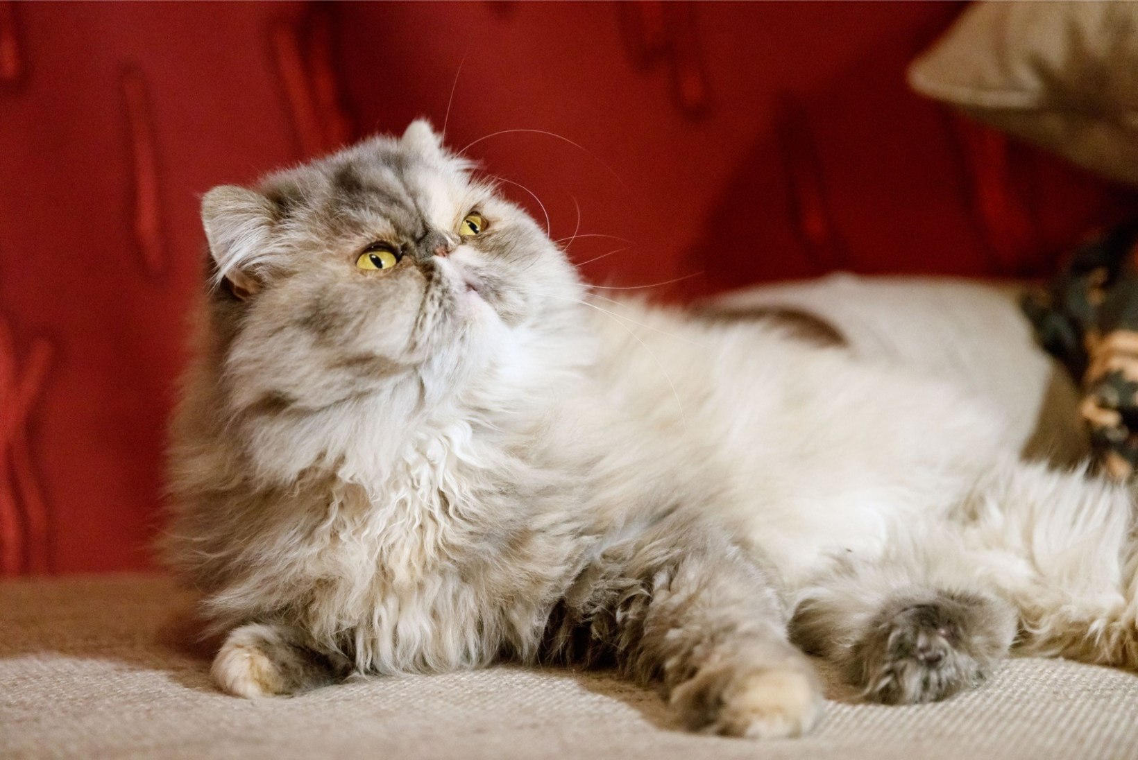 PEHME JA KARVANE | Nõid Alisa päästis kodutu kassi: mingid loomad elasid ta sees ja silm-kõrv mädanesid