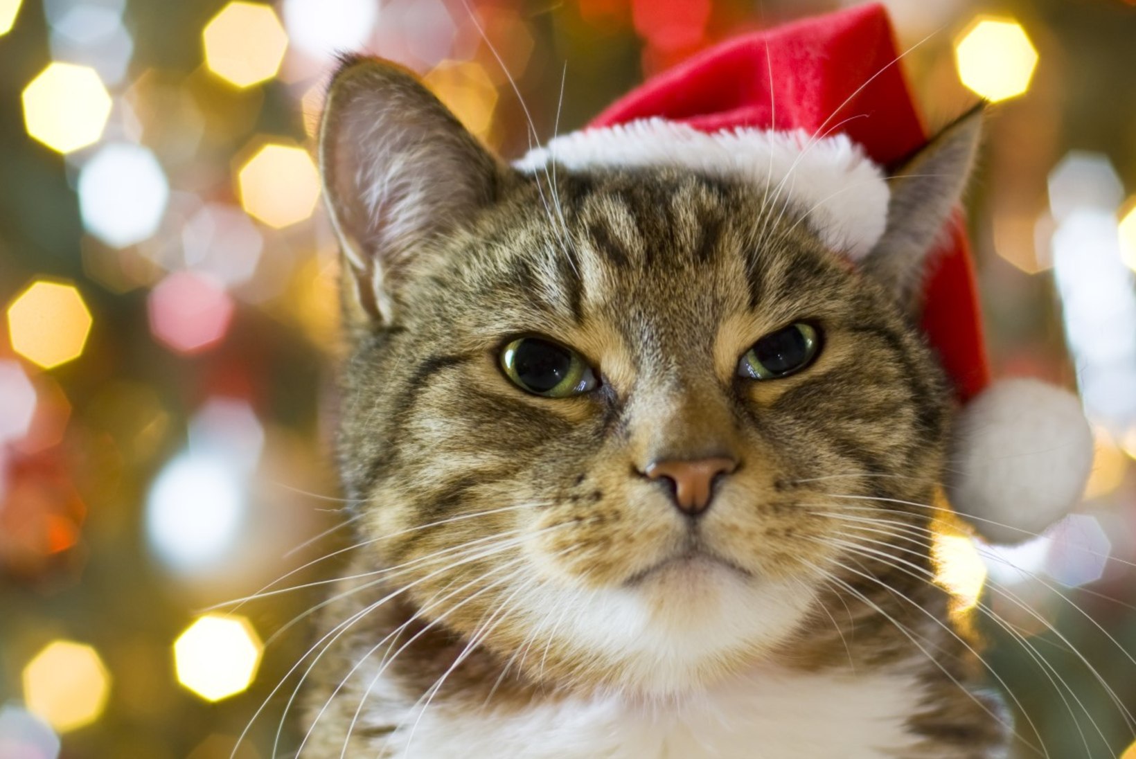 NIPID: õpetus, kuidas kassi jõuludeks ära pakkida