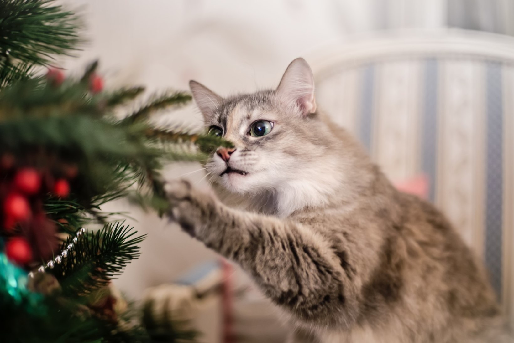 Kaitse kasside eest: mida teha, et jõulukuusk vastu peaks?