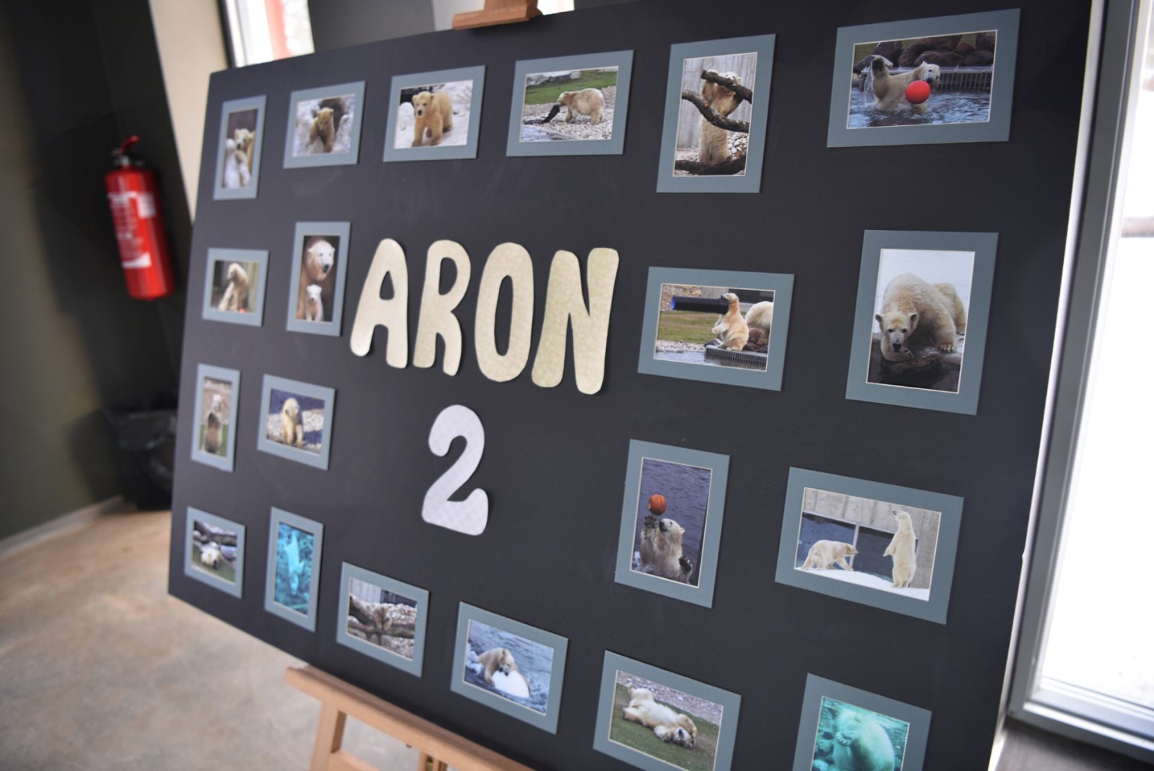 VIDEO ja FOTOD | Jääkarupoiss Aron pidas sünnipäeva