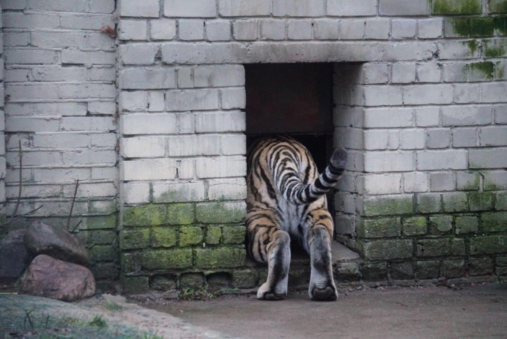 VIDEO JA FOTOD | Amuuri tiiger Pootsman alustas sõitu Tšehhi loomaaeda