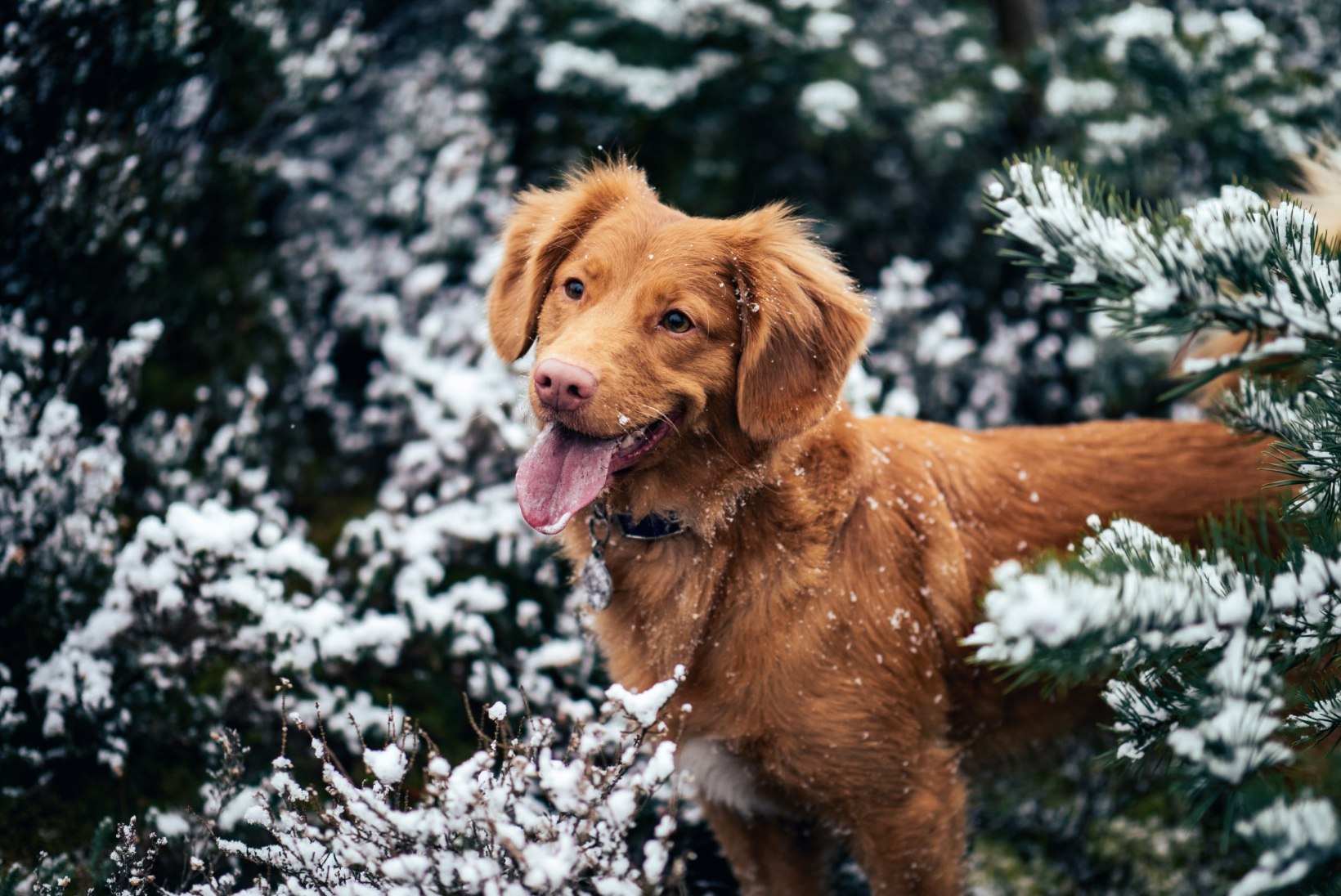Ilmad jahenevad: kontrolli ega koeral ole põhjust kuudis külmetada!