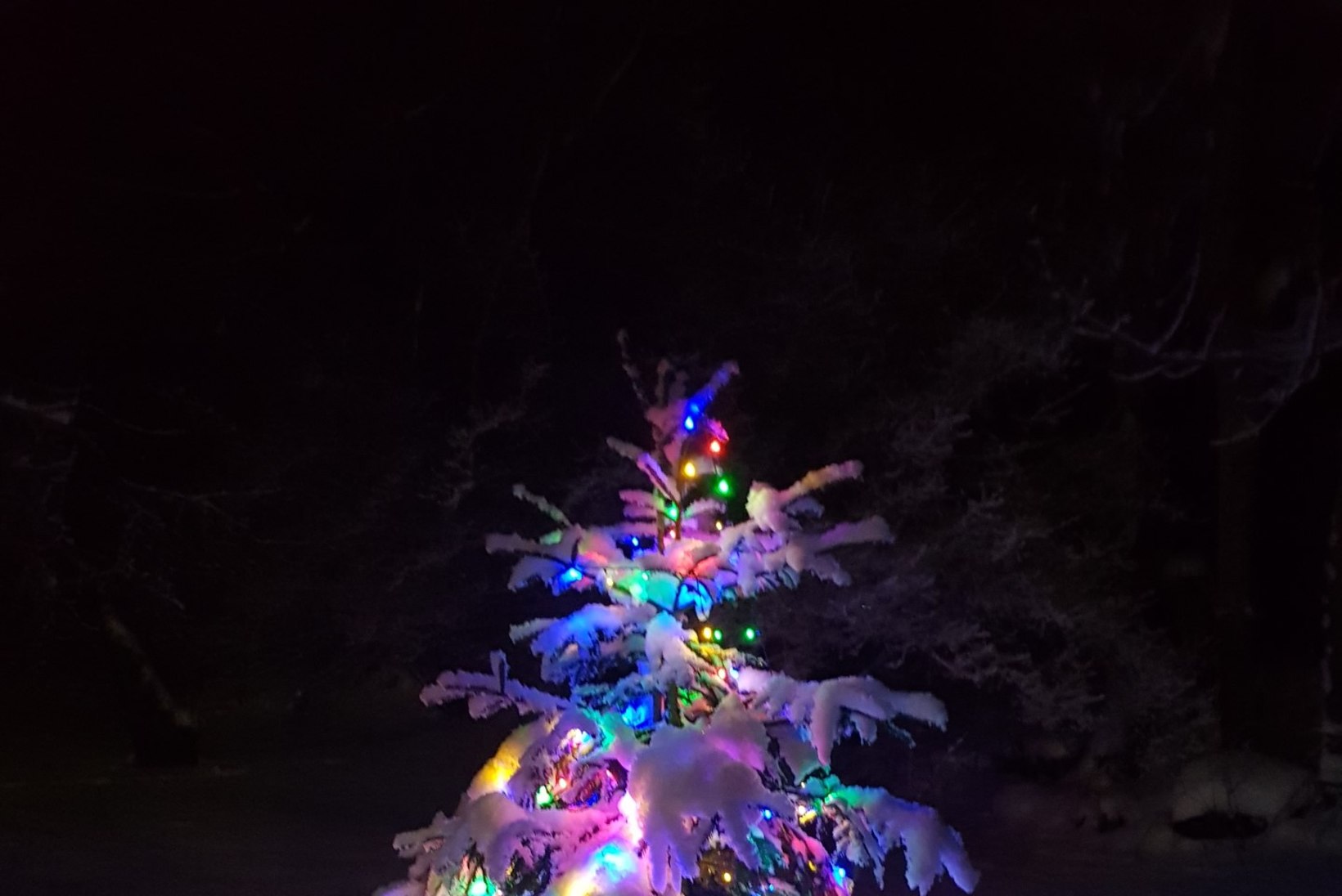 GALERII ja ÜLESKUTSE | Saada foto oma jõulupuust