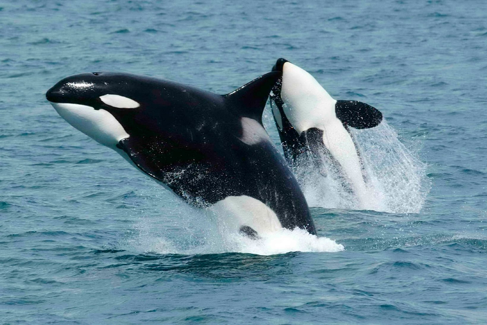Bioloog: vaalalised on väljasuremise kursil, seda enam on kommertspüügi otsus kummastav
