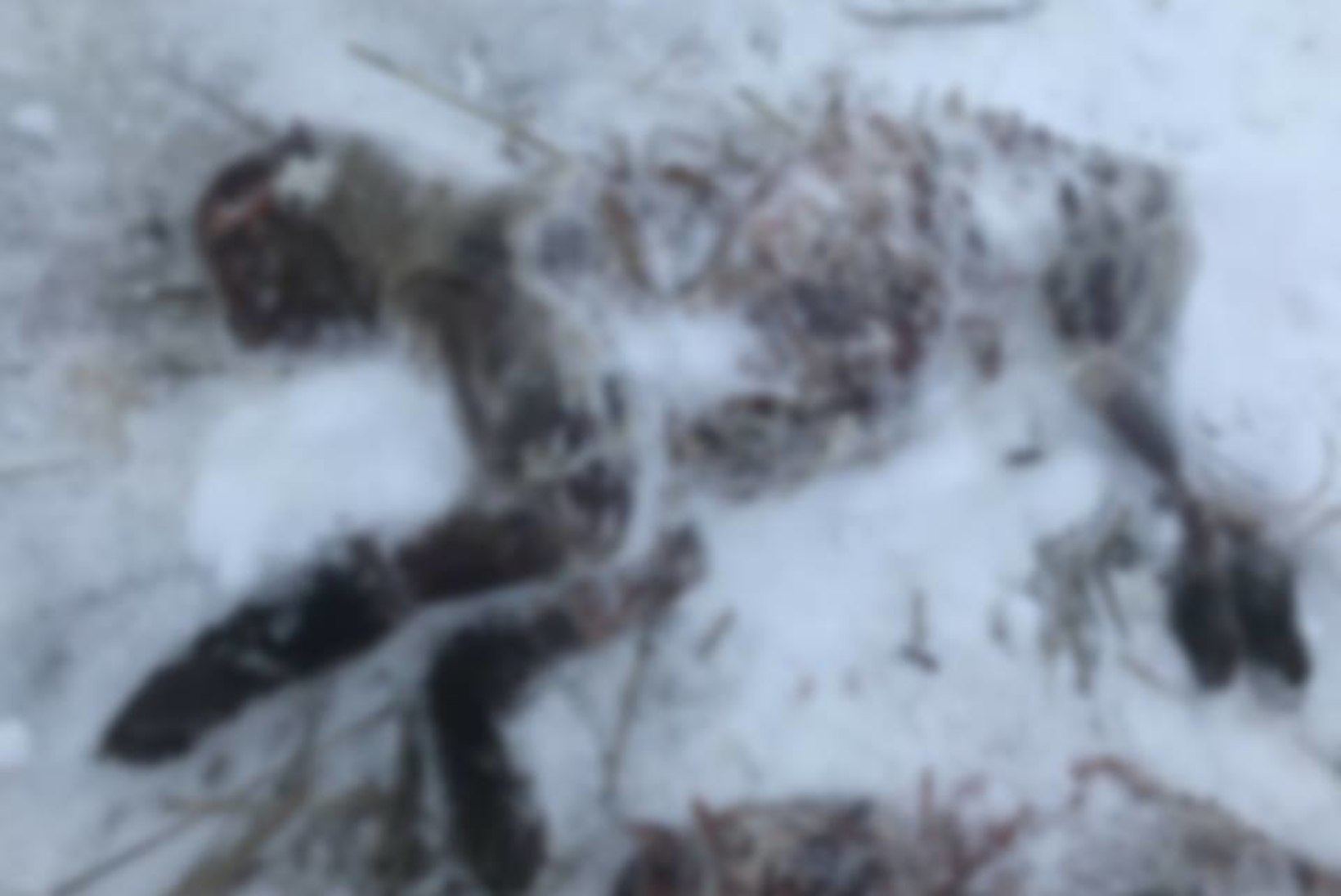 Kohtla-Järve kardiraja kõrval lebasid nelja nülitud looma korjused