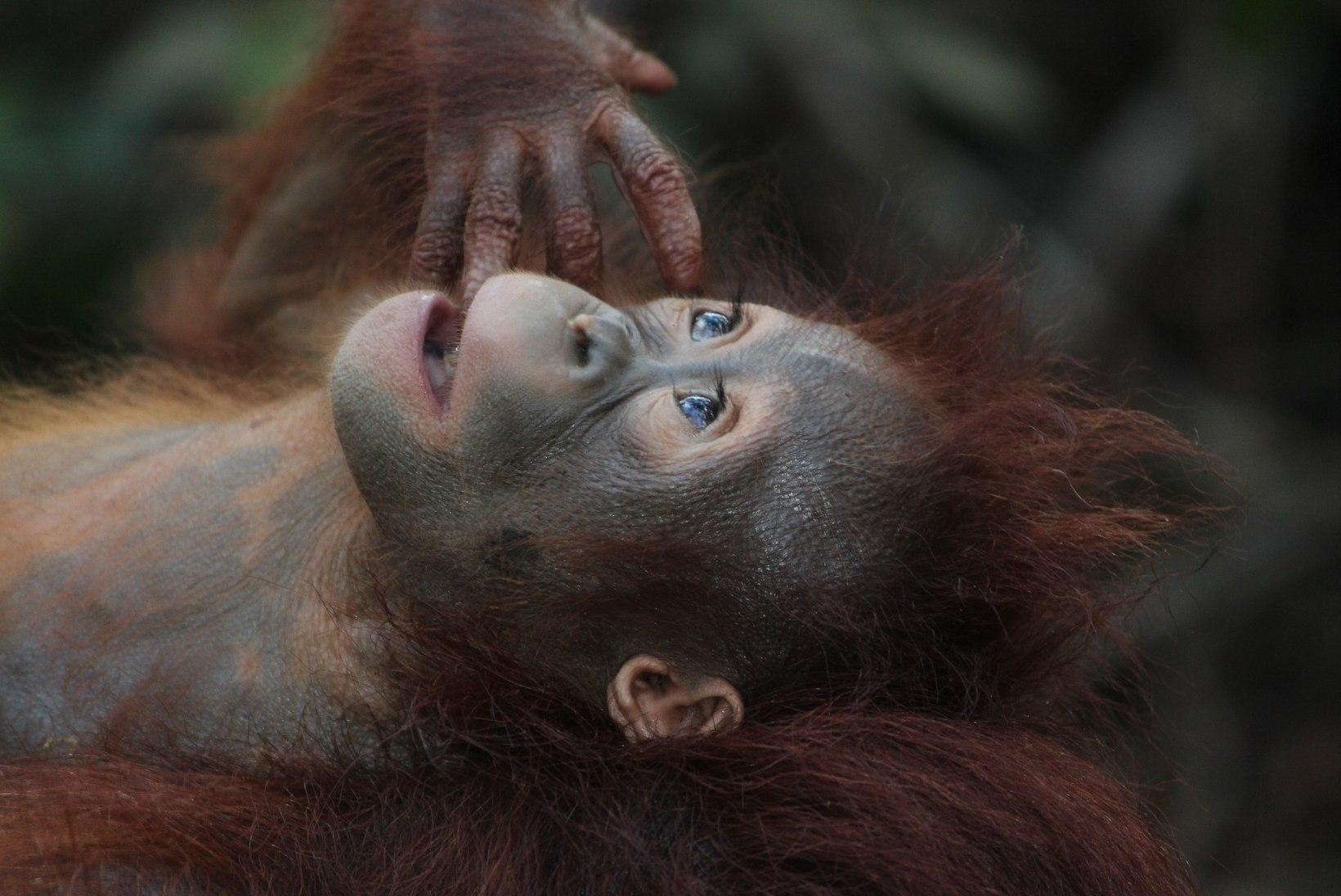 KURB: orangutane ähvardab hukk