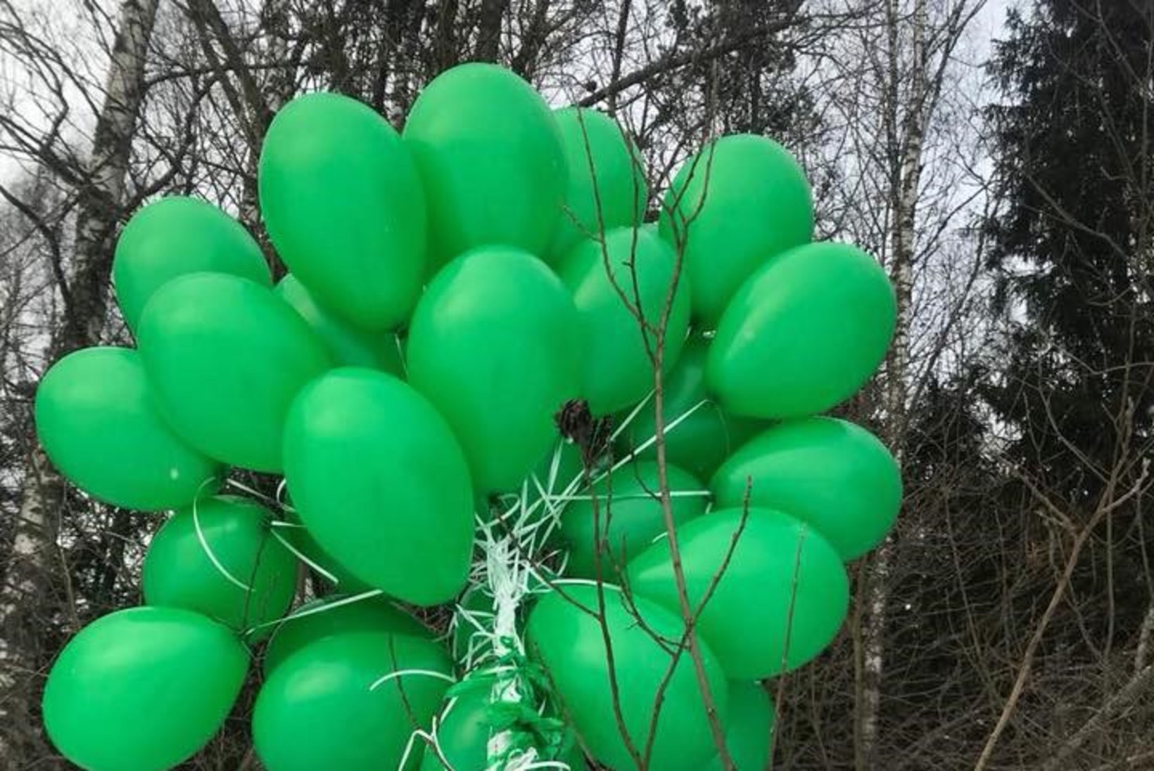 FOTOUUDIS | Leedu juubeliõhupallid maandusid Võrumaa metsas