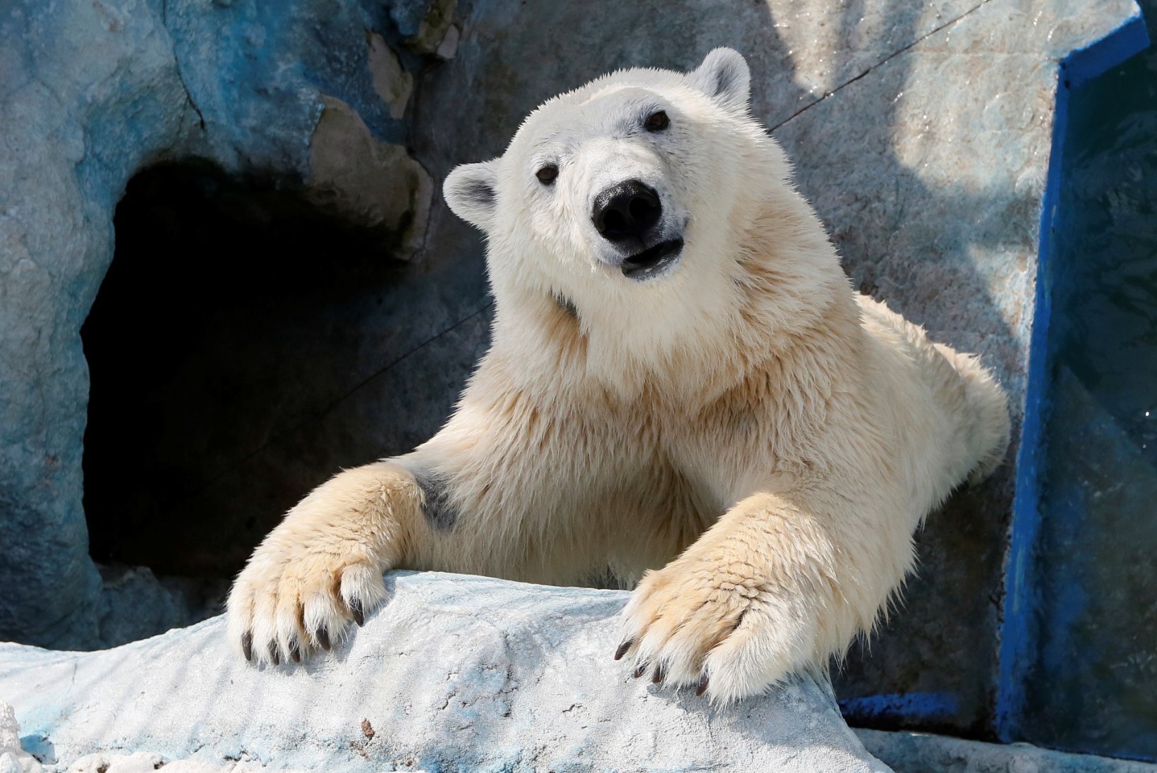 MÄLUMÄNG | 10 küsimust jääkarudest 
