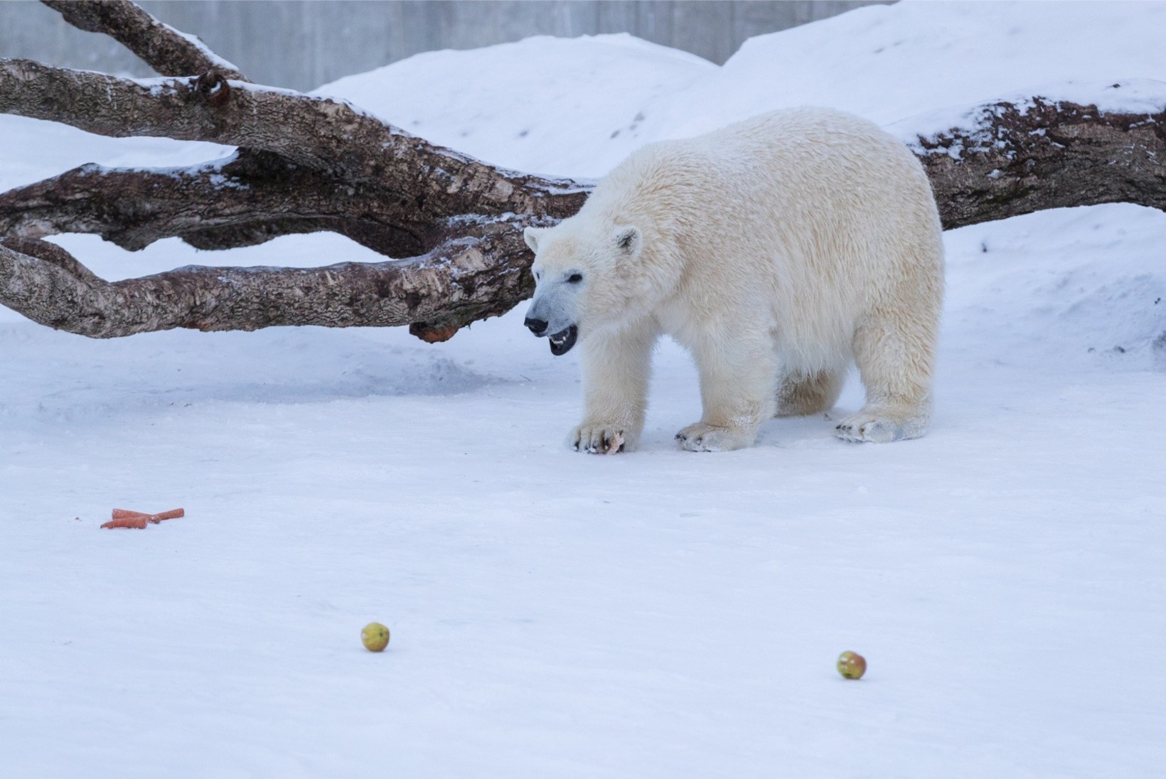 ÕL VIDEO JA GALERII | Tallinna jääkarud lustisid rahvusvahelisel jääkarupäeval