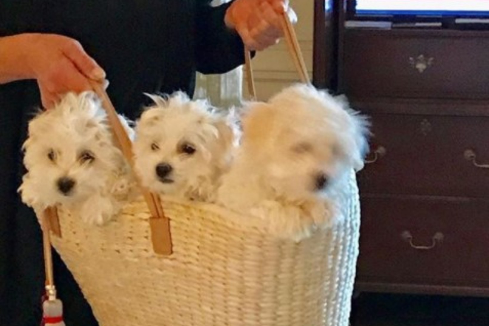 Barbra Streisandi koerast klooniti kaks uut kutsikat