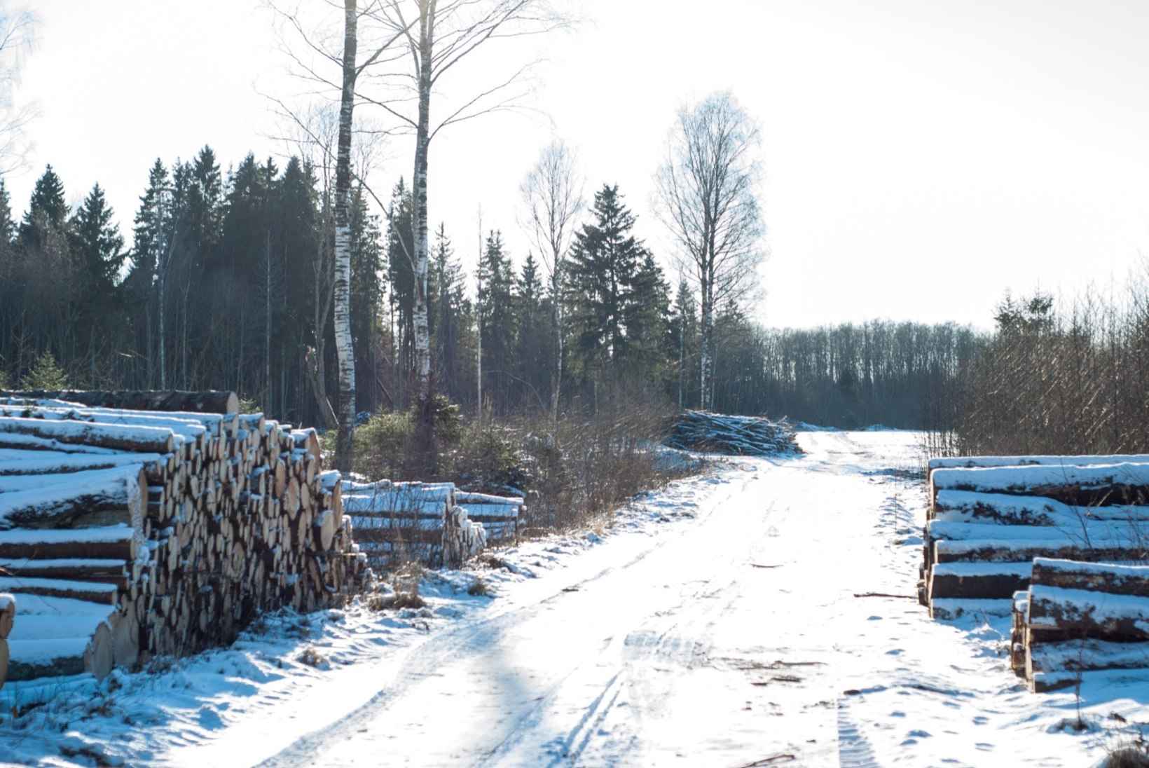 Vakra: koostöö Euroopa metsainstituudiga aitab kaasa Eesti metsade kaitsele