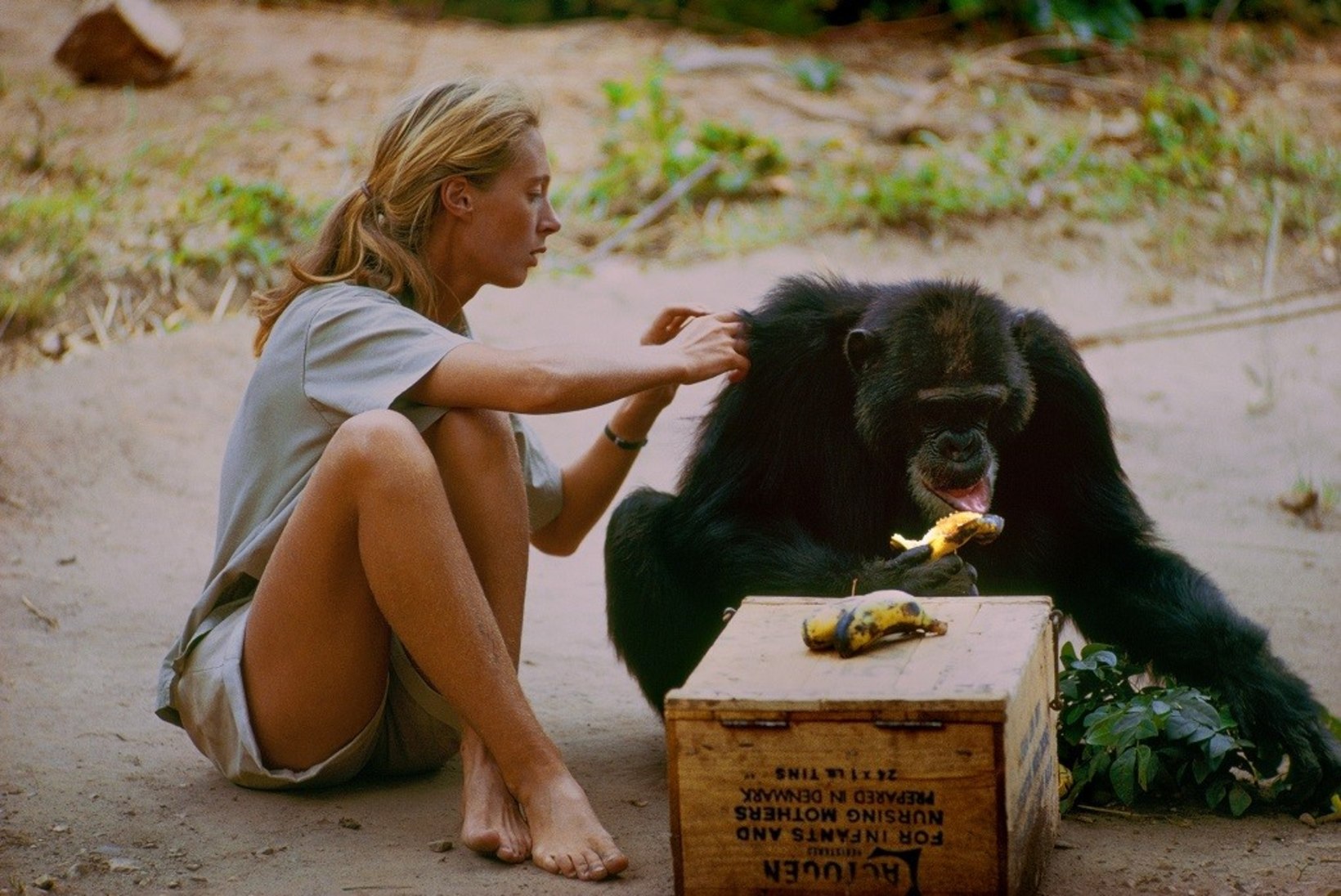 Teleekraanile jõuab dokumentaalfilm kuulsast šimpansiuurijast Jane Goodallist