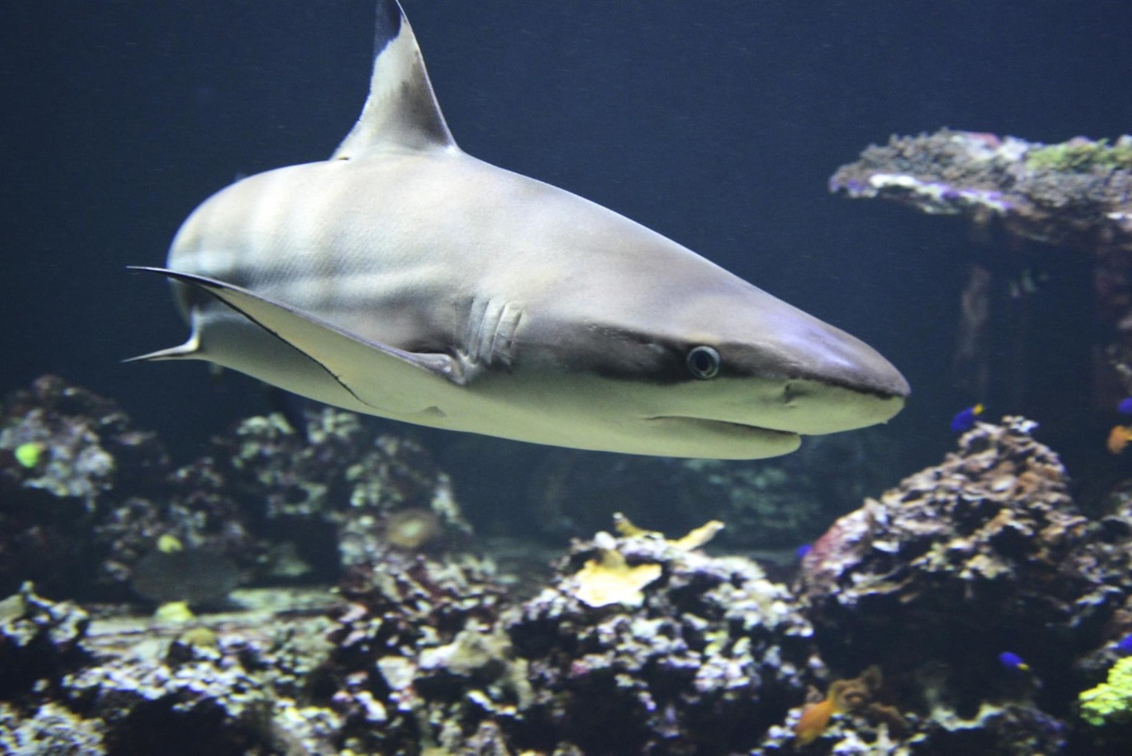 PETA, Sea Shepherd ja teised välismaised ühingud paluvad loobuda plaanist luua Eestisse haide akvaarium