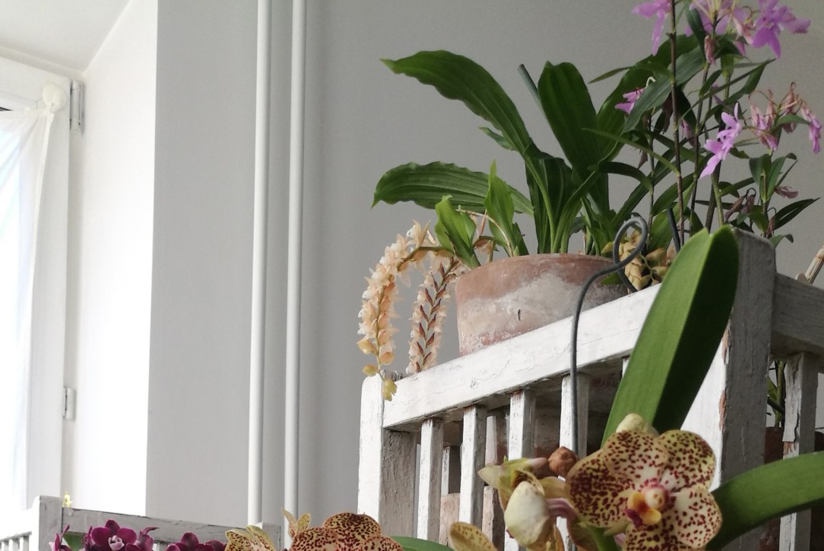 Taavi Teplenkov orhideelembusest: kastmine võtab mul kokku umbes poolteist tundi