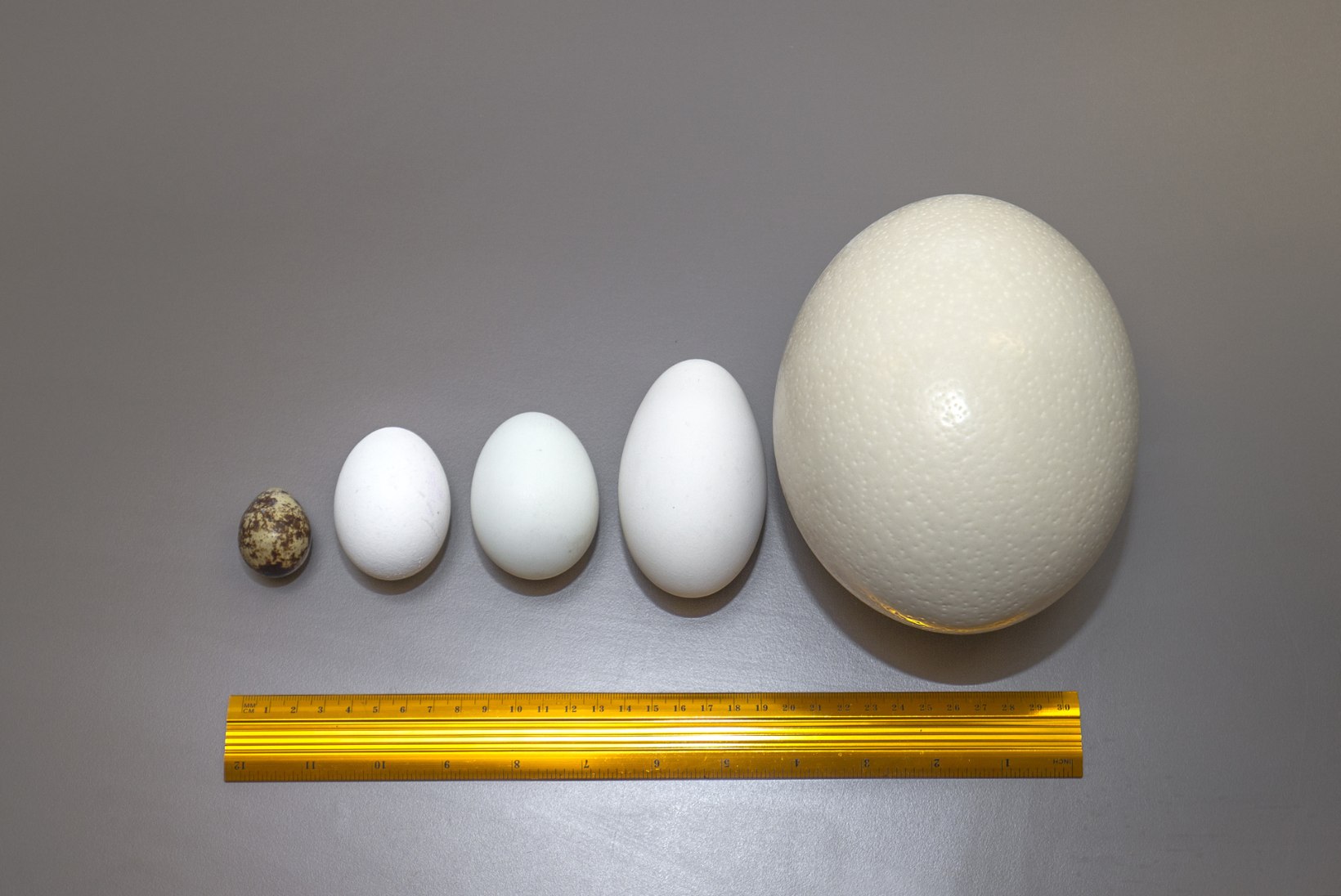 VIDEOKATSE | Matk munamaailma: mis vahe on jaanalinnu, hane, pardi, kana ja vuti munadel? 