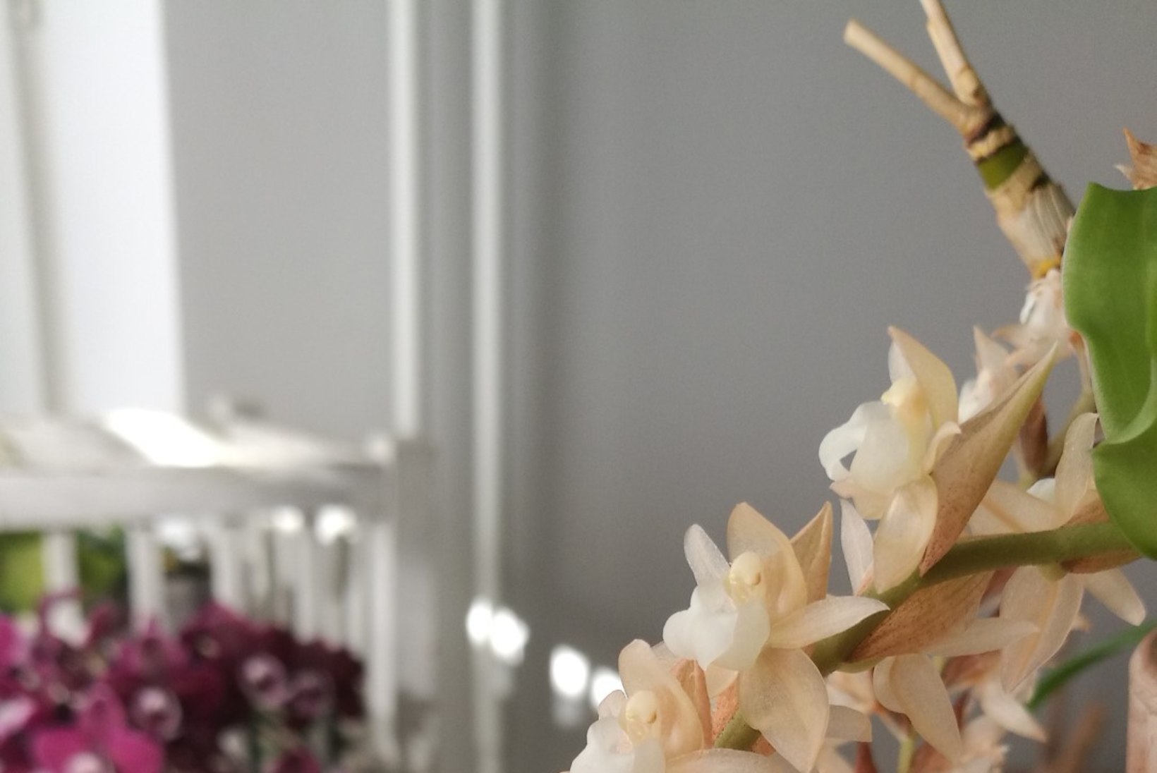 MILLINE ÕITEILU! Vaata kauneid fotosid näitleja Taavi Teplenkovi orhideekogust!