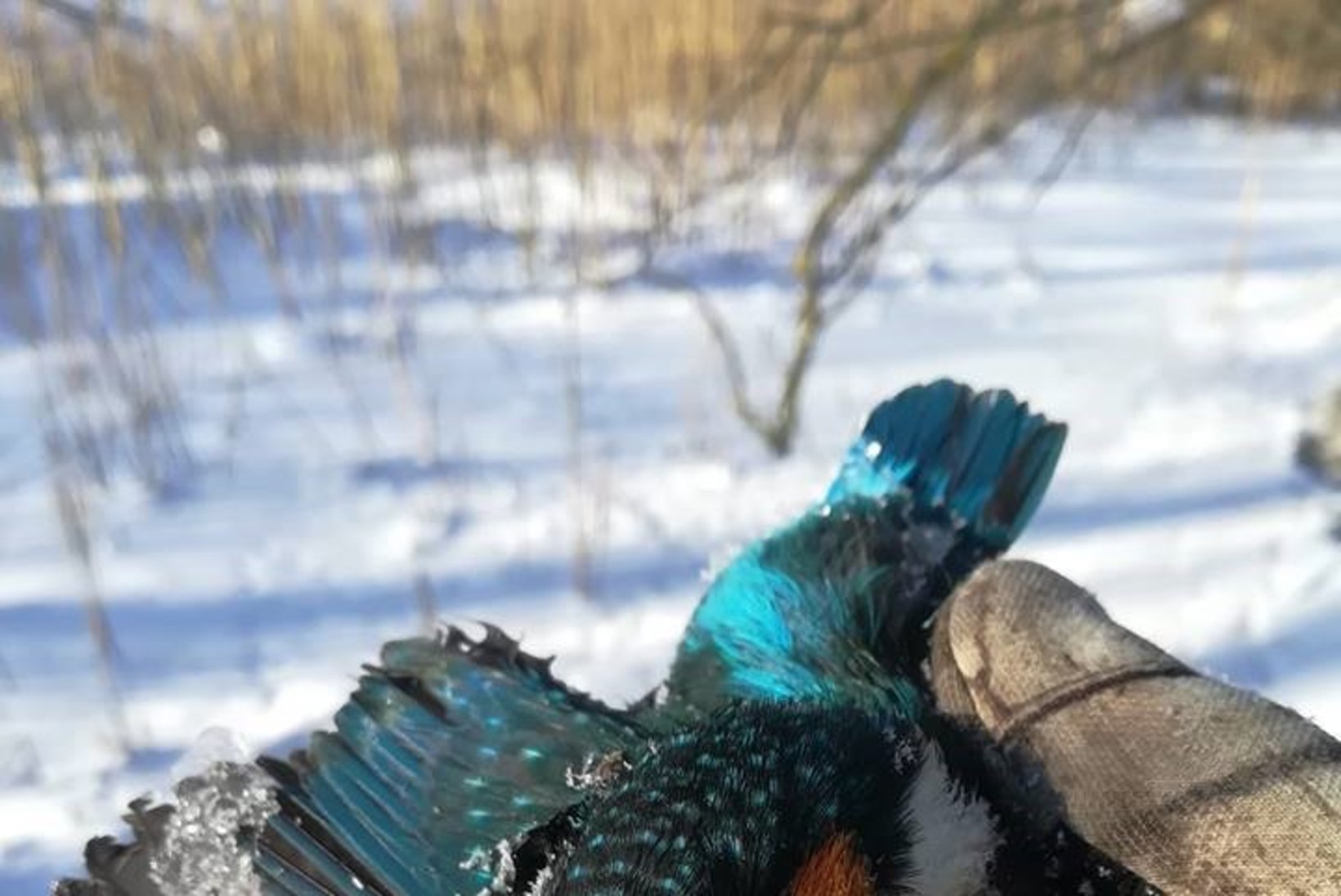 Eesti metsloomaühing palub: praeguse pakasega pange lindude toidulauad head ja paremat täis!