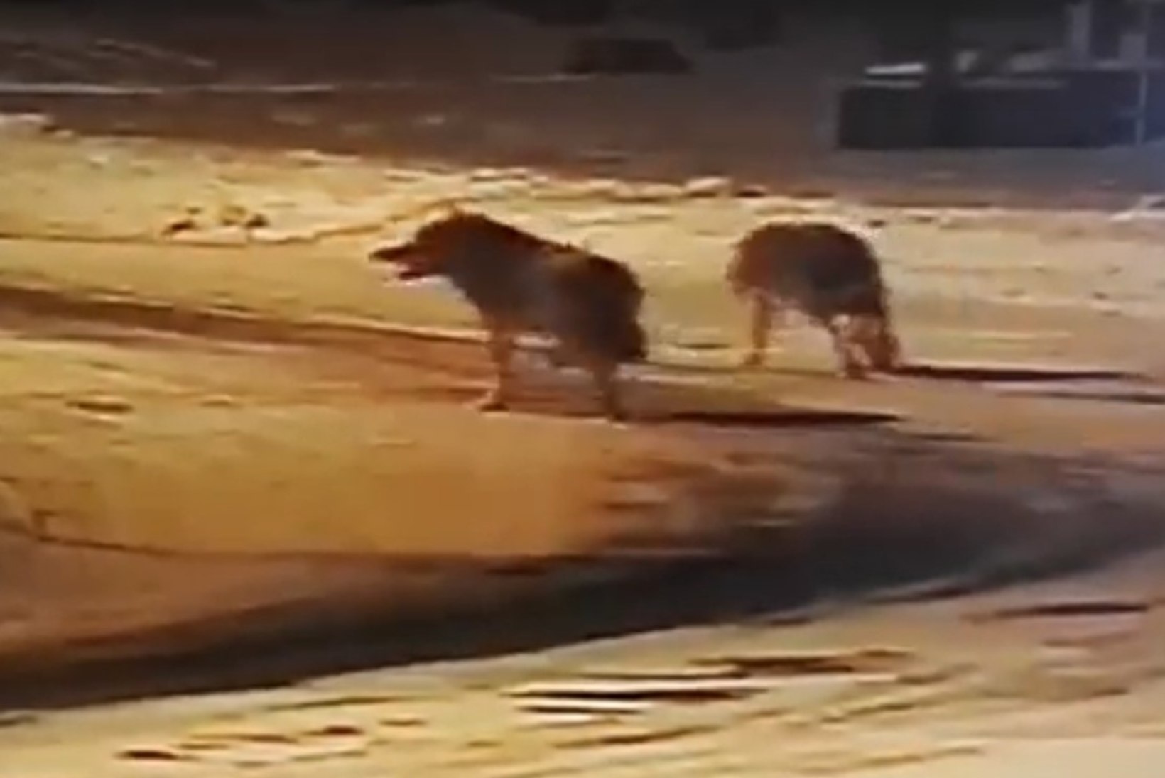 VIDEOKAADRID | Hundid laiasid Pürksi küla peatänaval ja puresid koera
