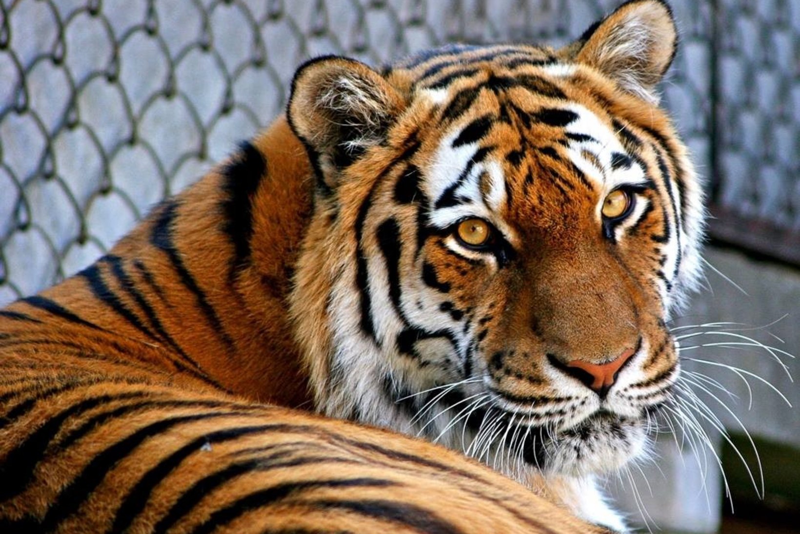 LEIN TALLINNA LOOMAAIAS: lahkus 20aastane amuuri tiiger Piiga