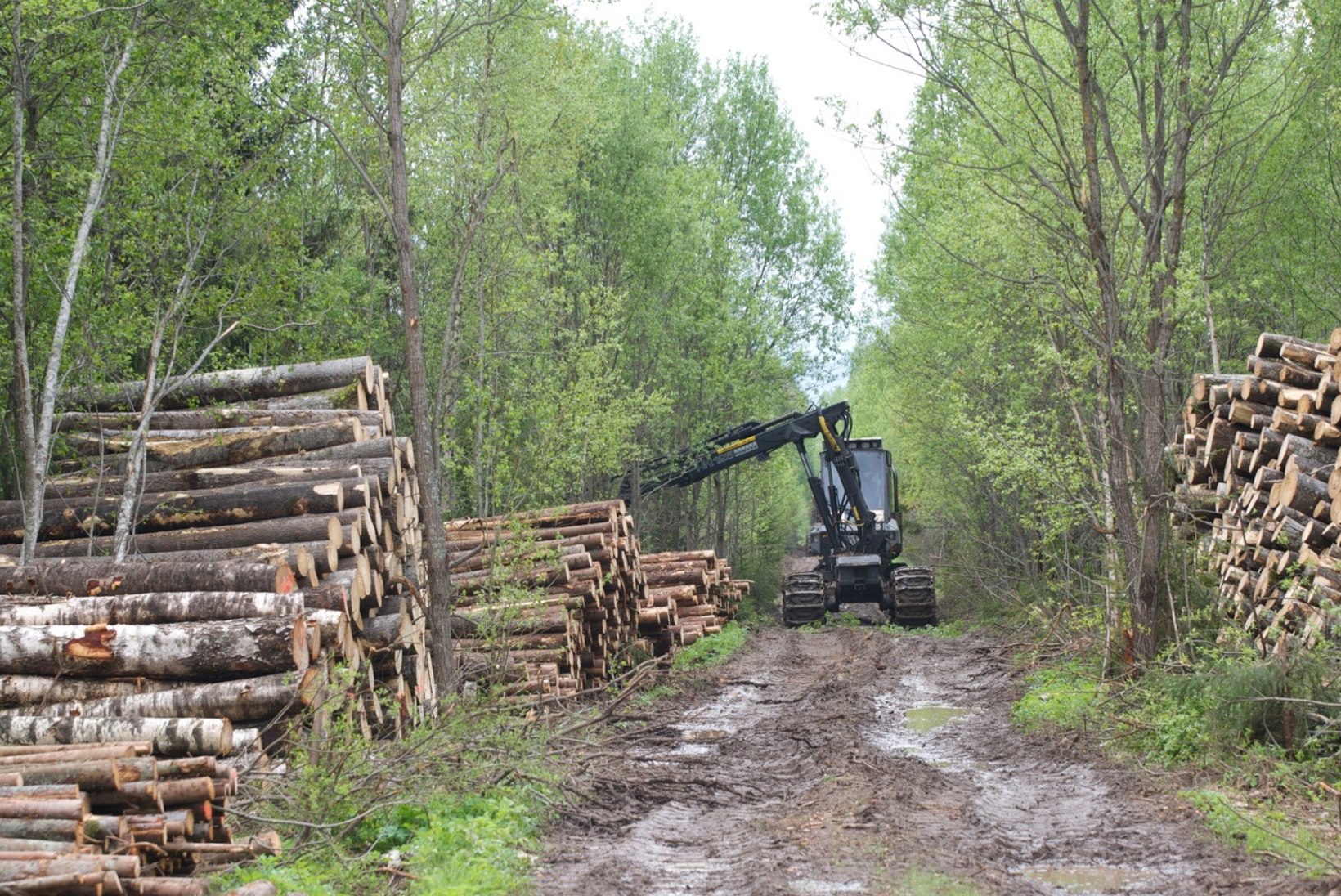 Vastukaja | Milline on Eesti metsade seis tegelikult?