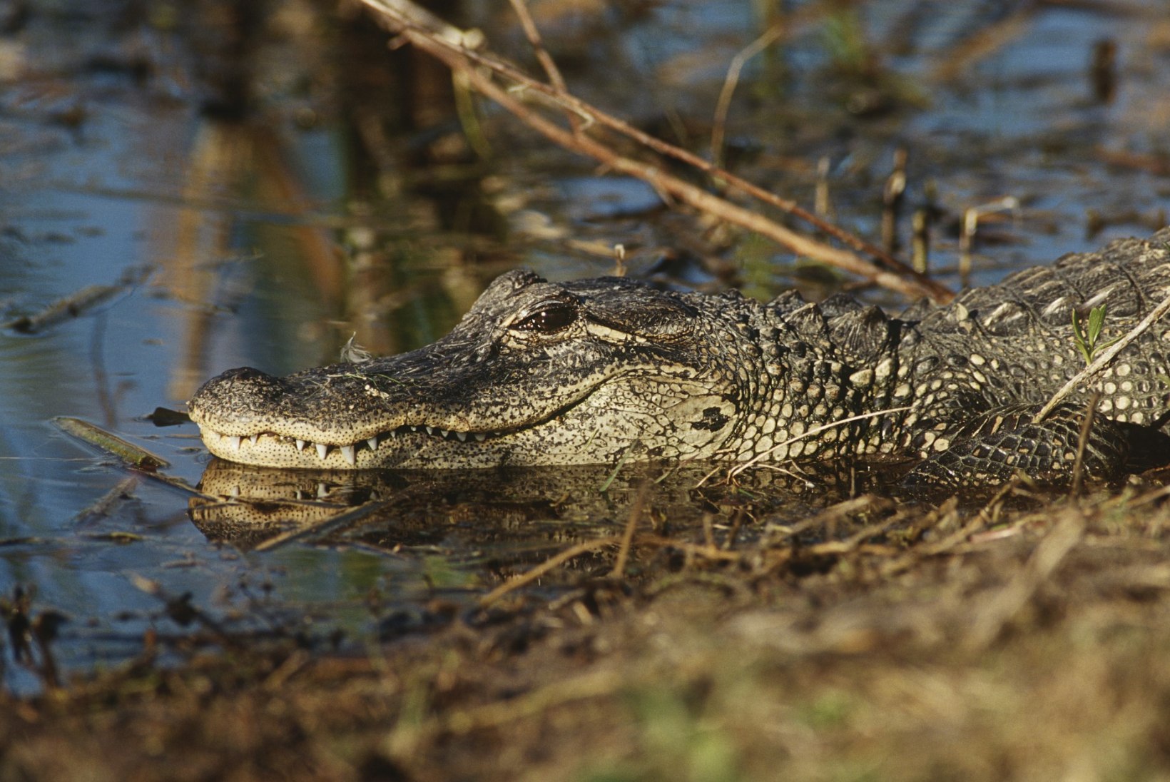 NAPP PÄÄSEMINE: vette karanud tüdruk tabas peaaegu alligaatorit