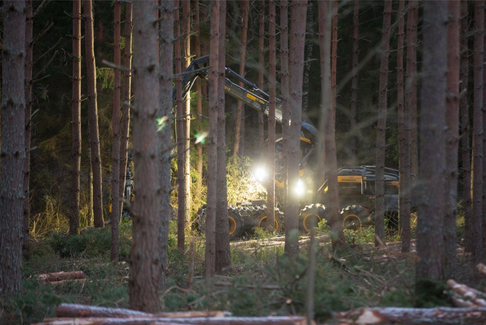 Rootsi teadlane: Eesti-sugusel metsarikkal riigil on kohustus süsiniku sidumise koormust maailmaga jagada